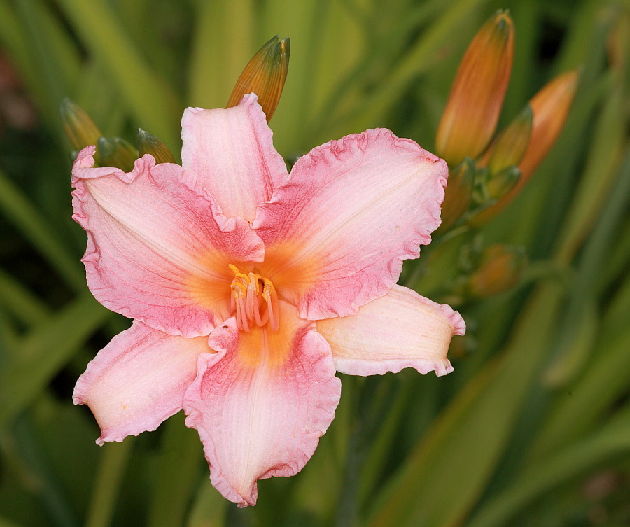 Sigma APO Macro 150mm f/2.8 EX DG HSM sample photo. Flowers photography