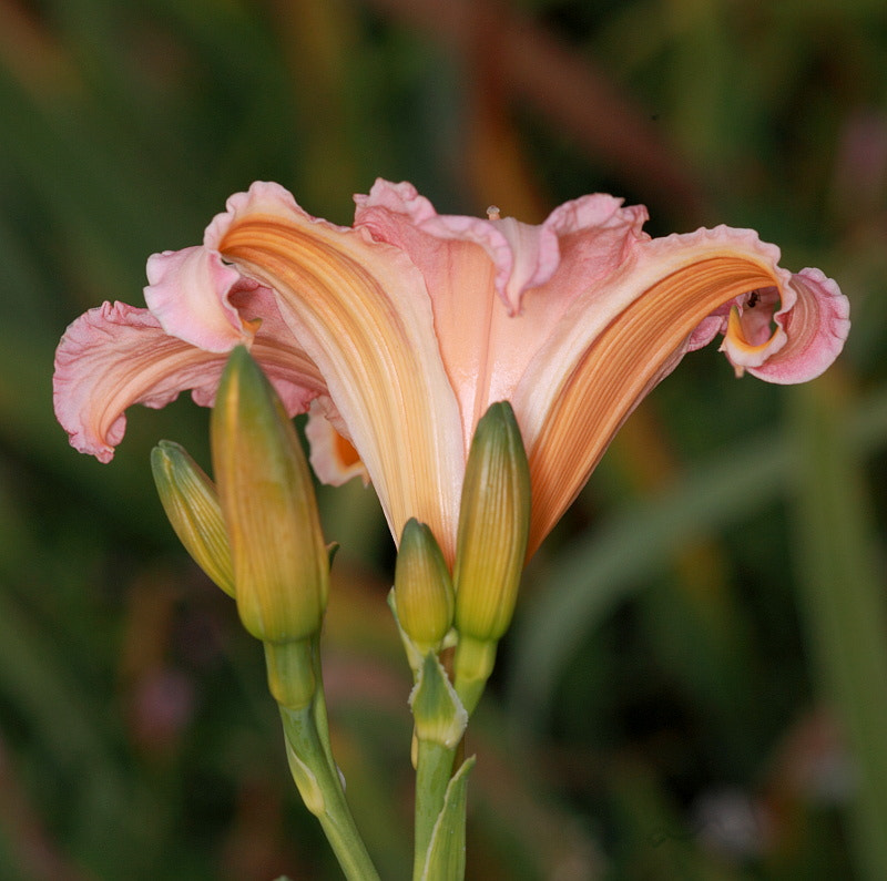 Sigma APO Macro 150mm f/2.8 EX DG HSM sample photo. Flowers photography
