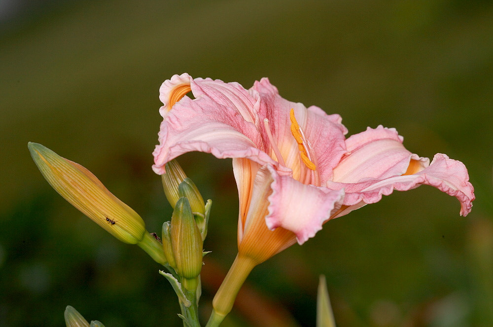 Sigma APO Macro 150mm f/2.8 EX DG HSM sample photo. Flowers photography