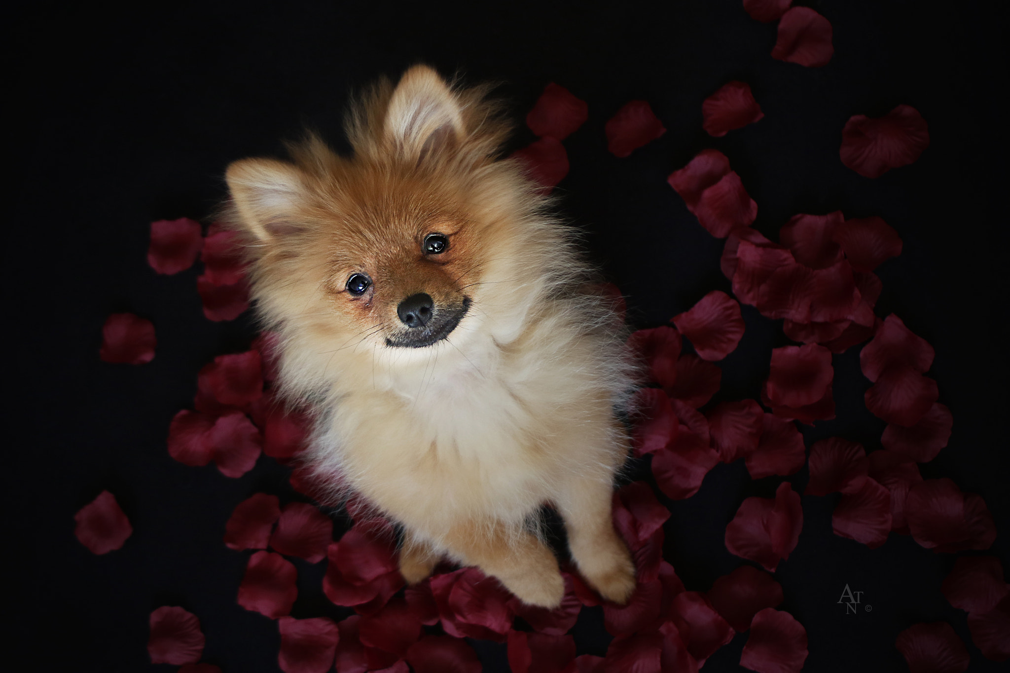 Canon EOS 7D Mark II + Canon EF 28-80mm f/3.5-5.6 sample photo. Puppy in roses photography