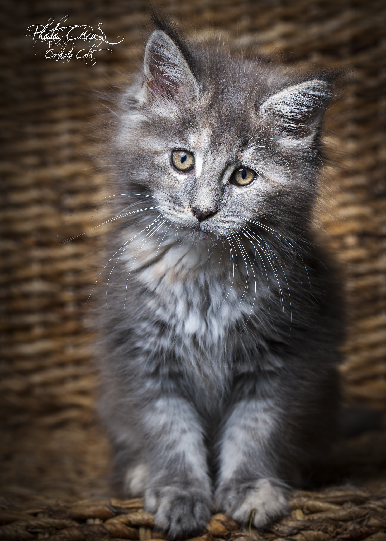 Canon EOS-1Ds Mark III sample photo. Zum verlieben ;) maine coon photography