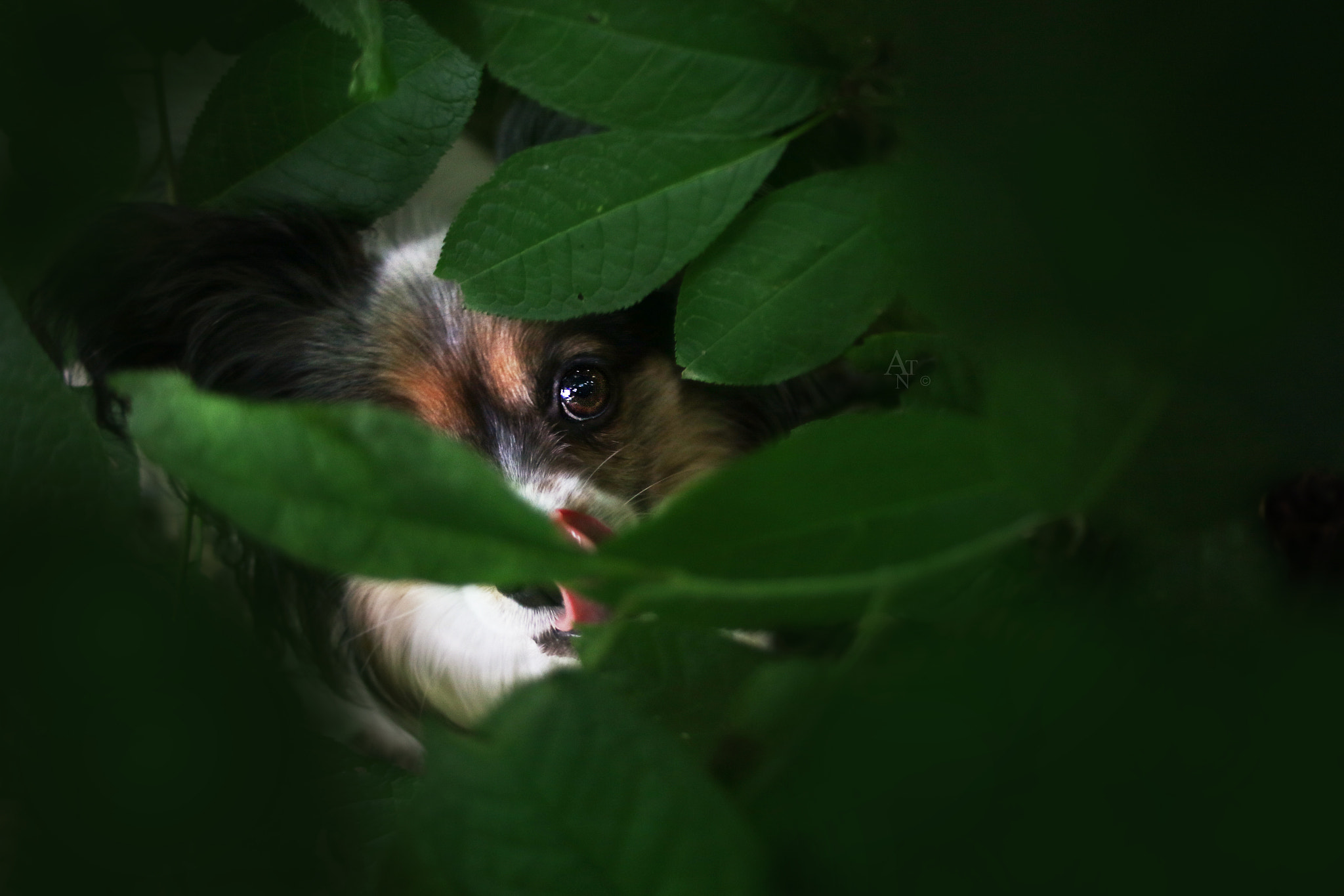 Canon EF 28-80mm f/3.5-5.6 sample photo. Chico photography