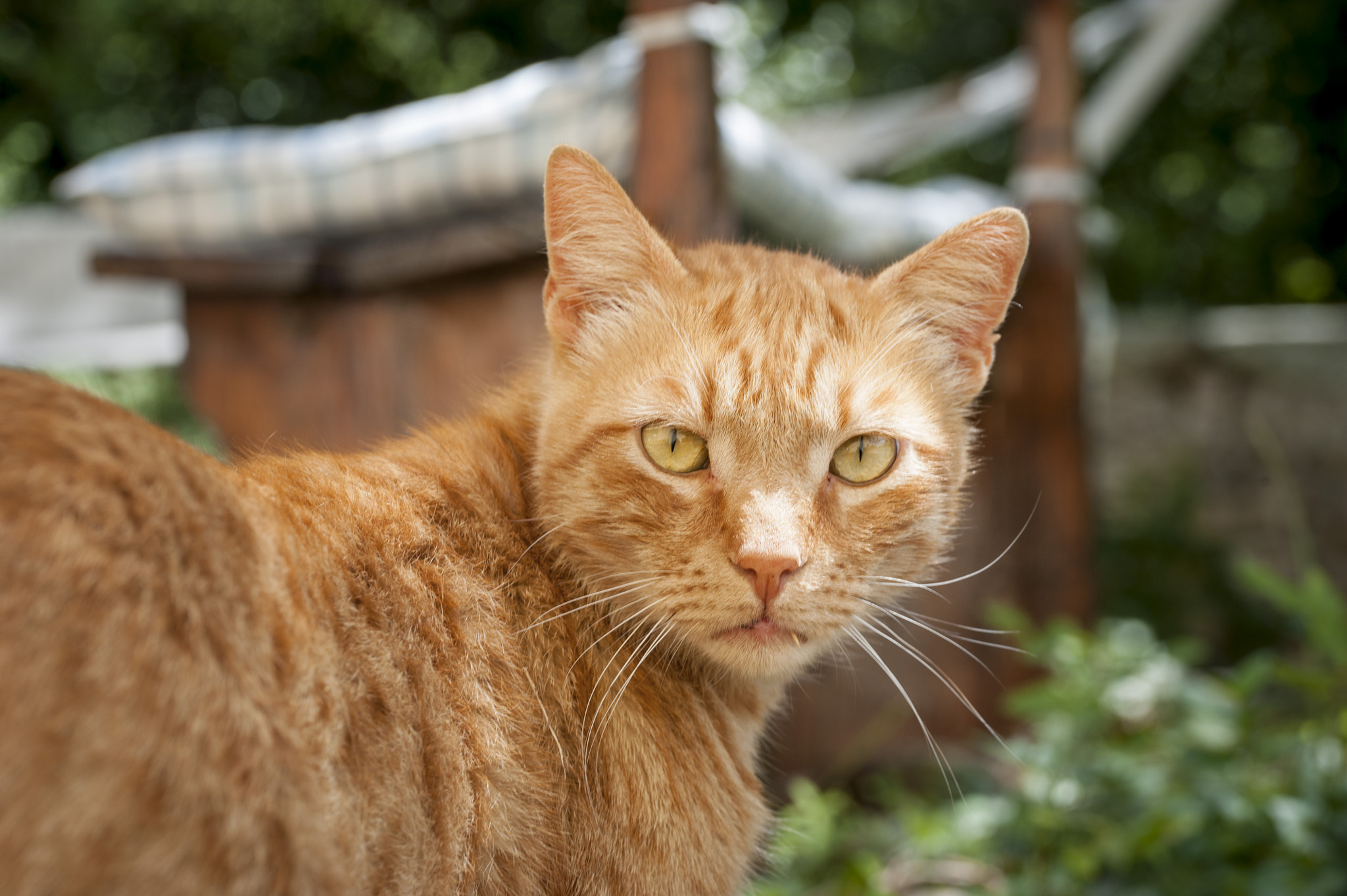 Sigma 105mm F2.8 EX DG OS HSM sample photo. Whisky#1 photography
