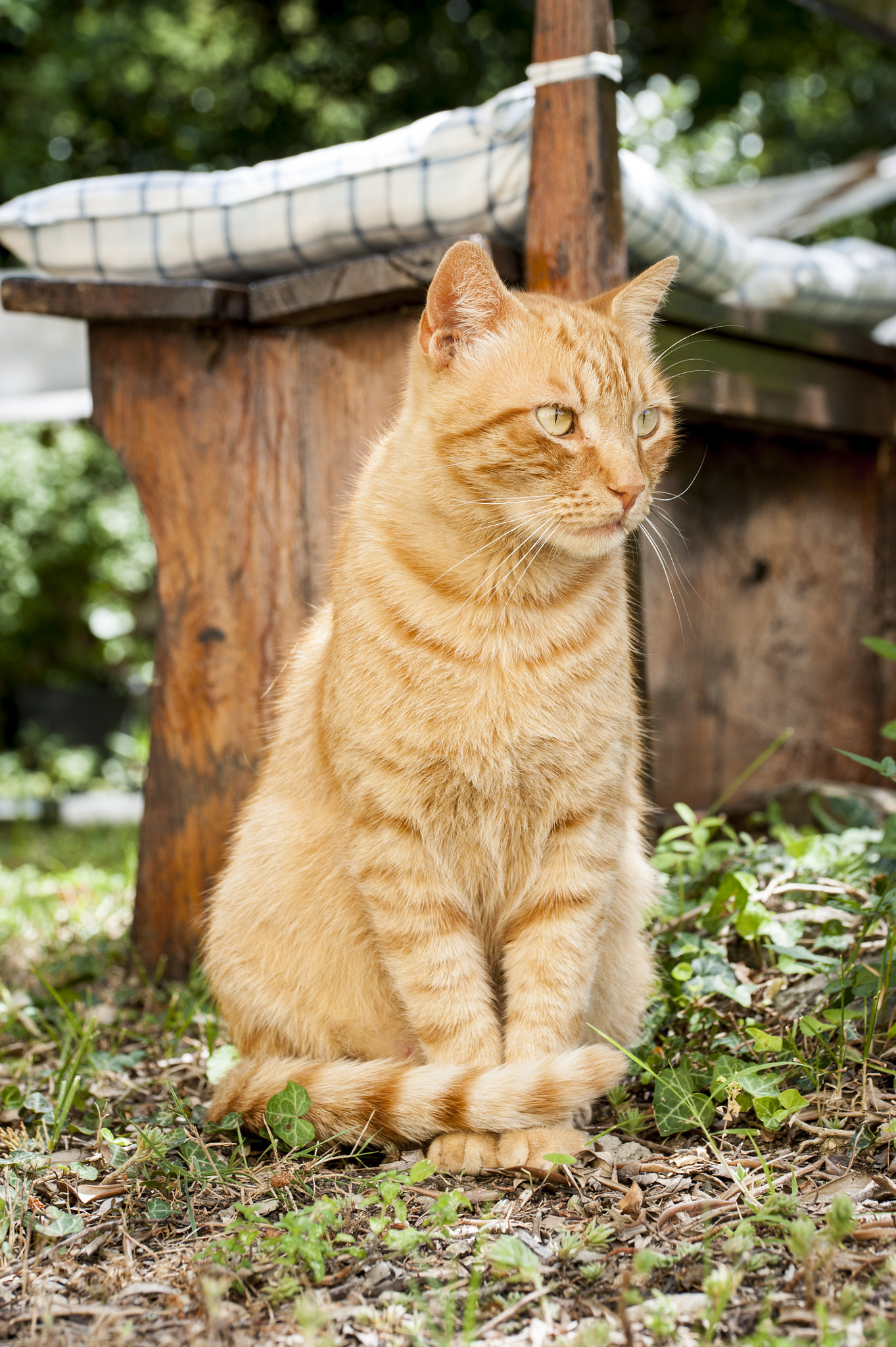Sigma 105mm F2.8 EX DG OS HSM sample photo. Whisky#2 photography