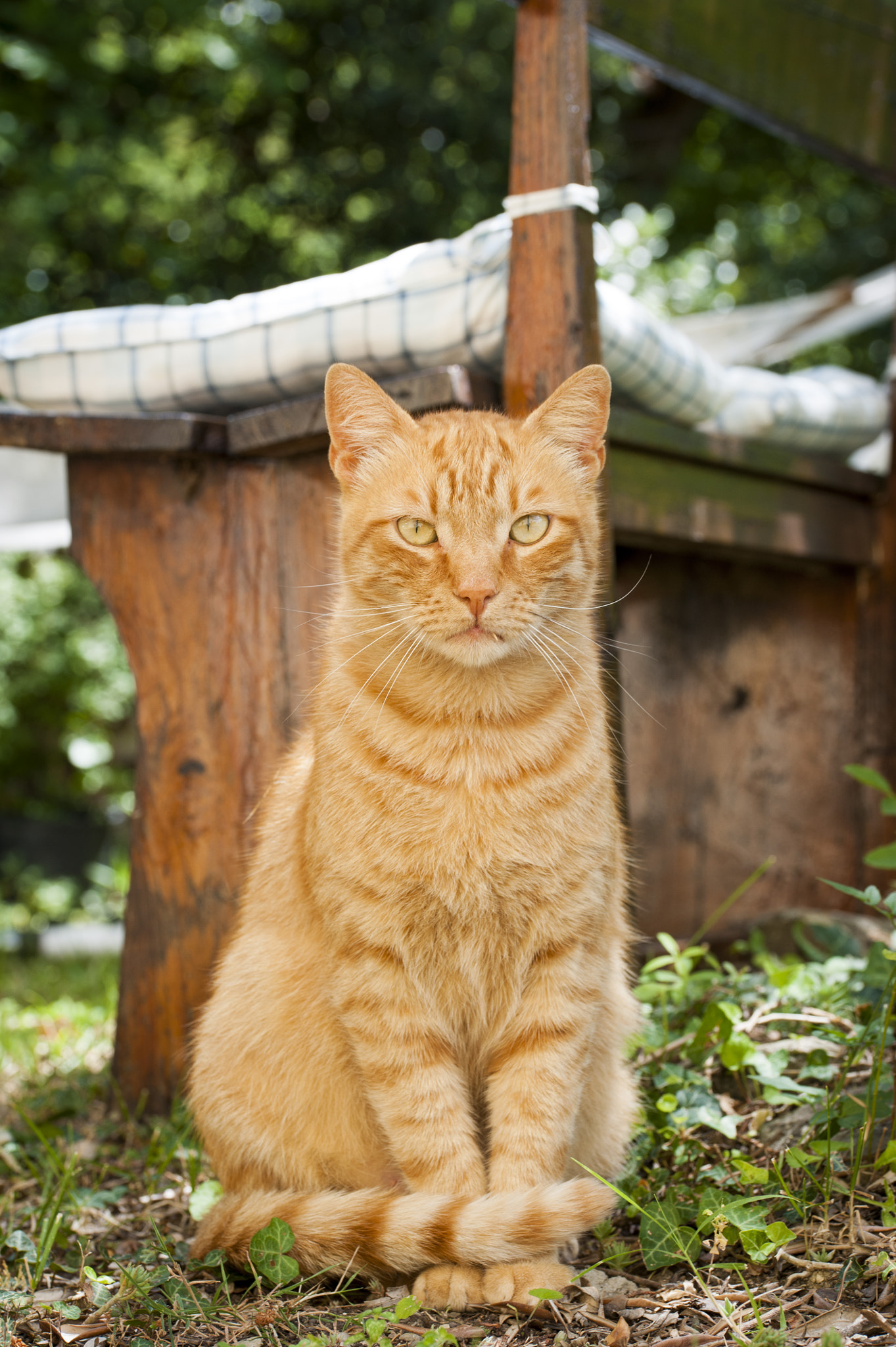 Sigma 105mm F2.8 EX DG OS HSM sample photo. Whisky#3 photography