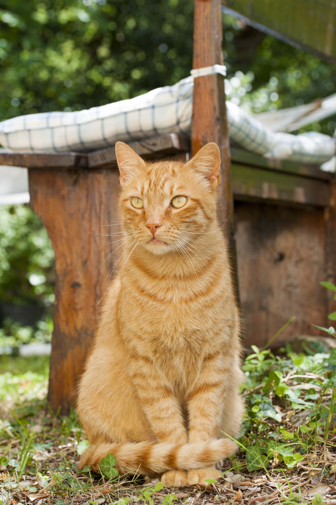 Sigma 105mm F2.8 EX DG OS HSM sample photo. Whisky#4 photography