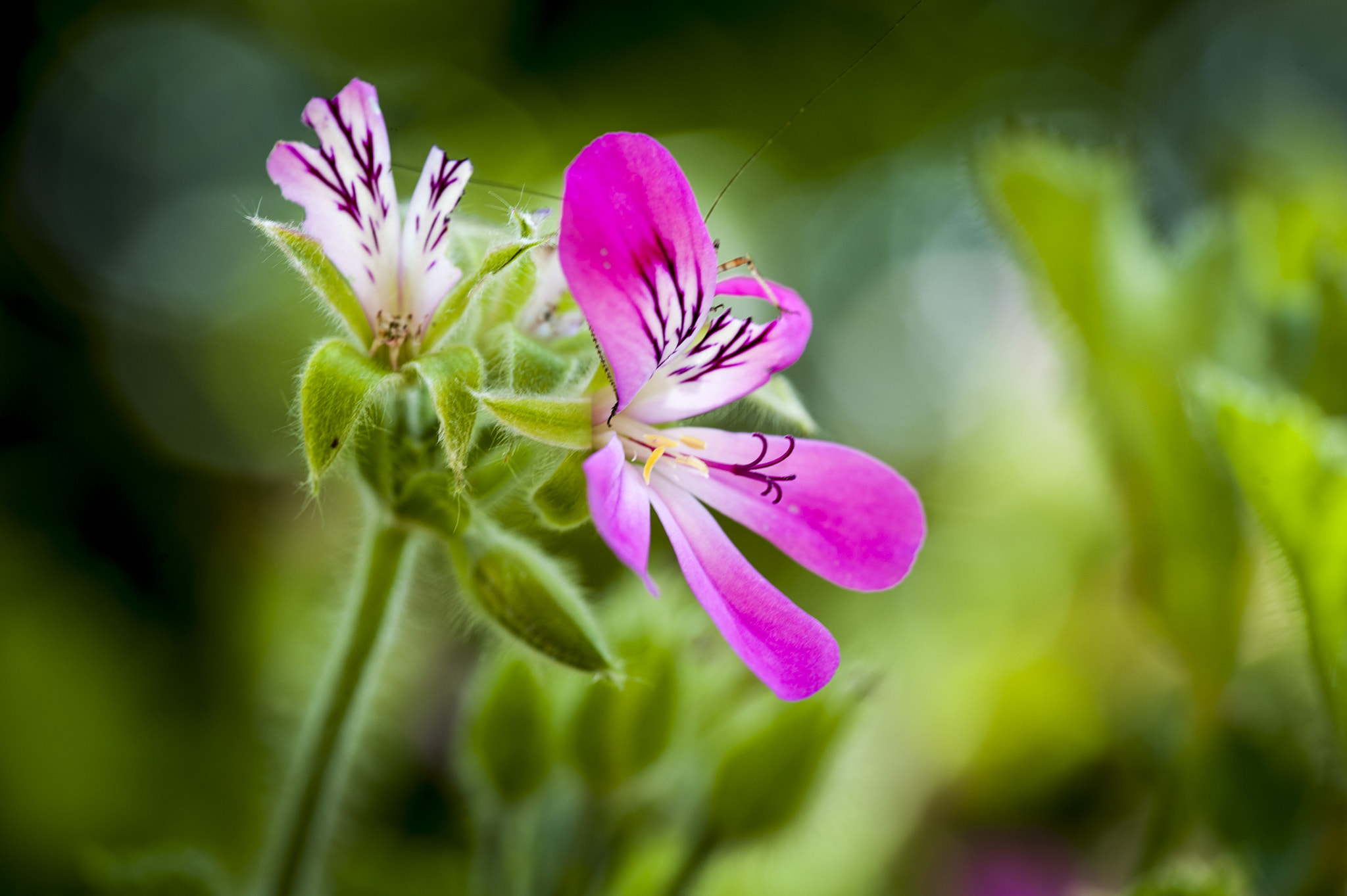 Sigma 105mm F2.8 EX DG OS HSM sample photo. Garden flower photography