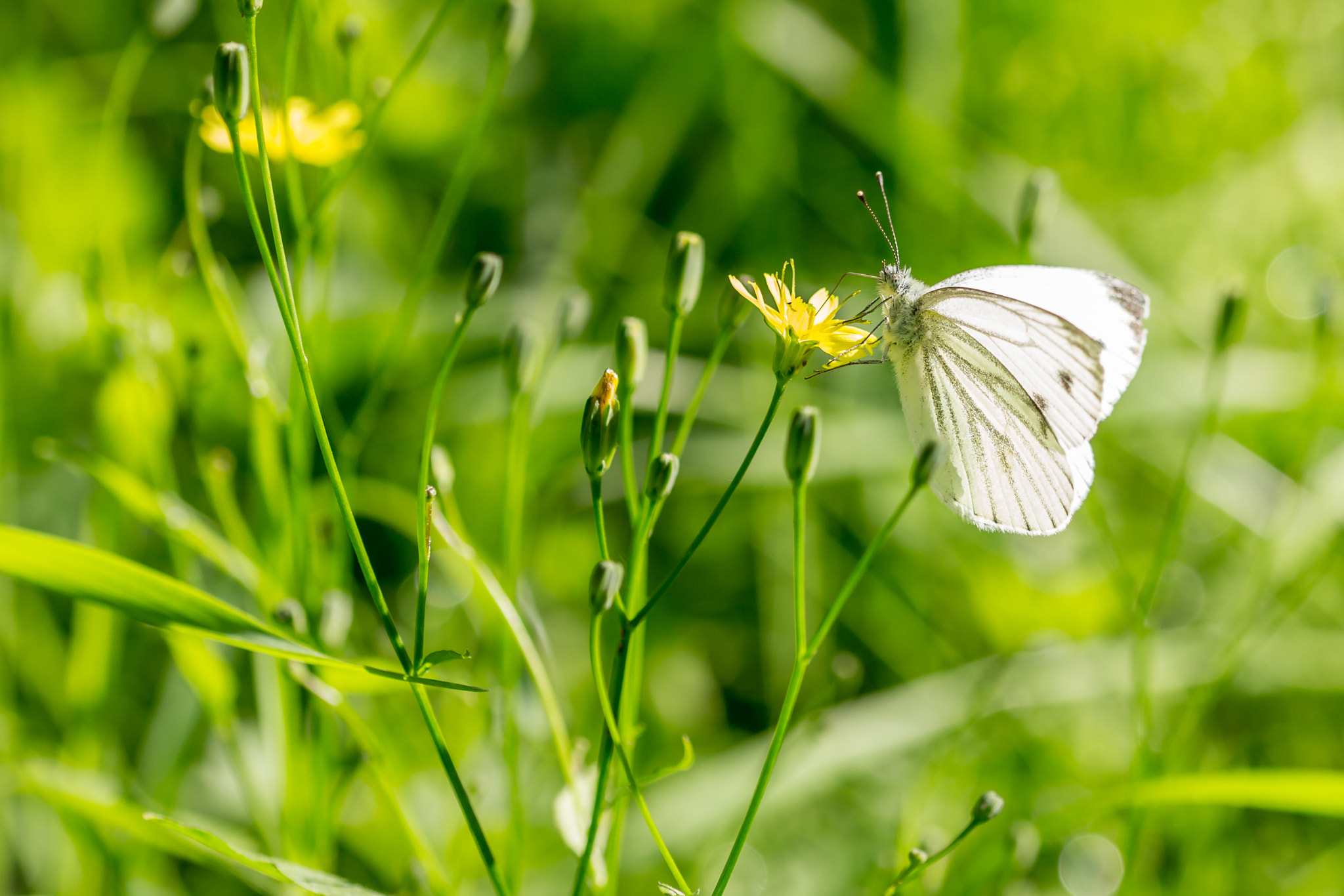 Sigma 105mm F2.8 EX DG OS HSM sample photo. Pieris brassicae, the large white photography