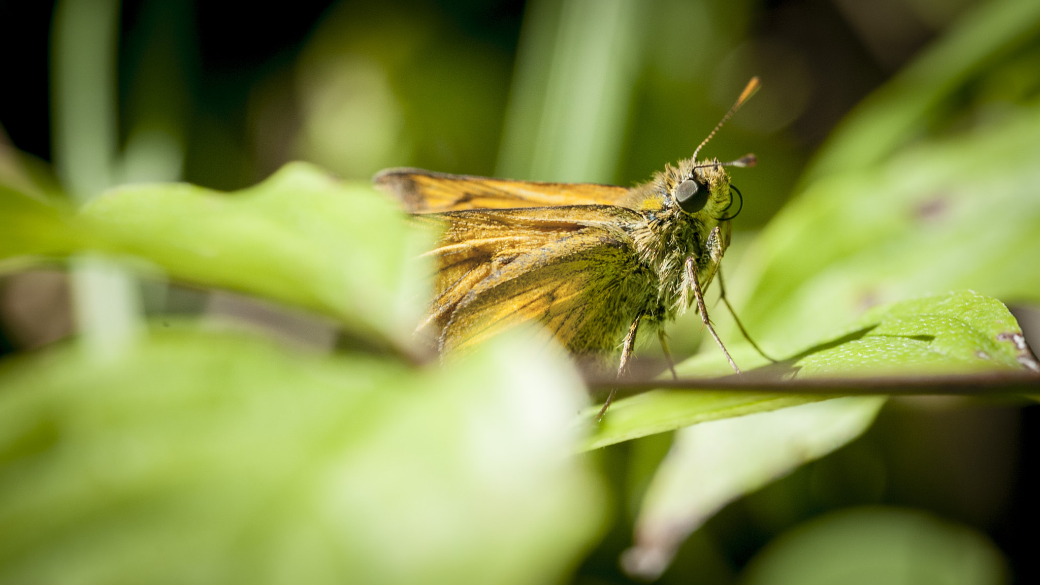 Sigma 105mm F2.8 EX DG OS HSM sample photo. In the middle of the woods#1 photography