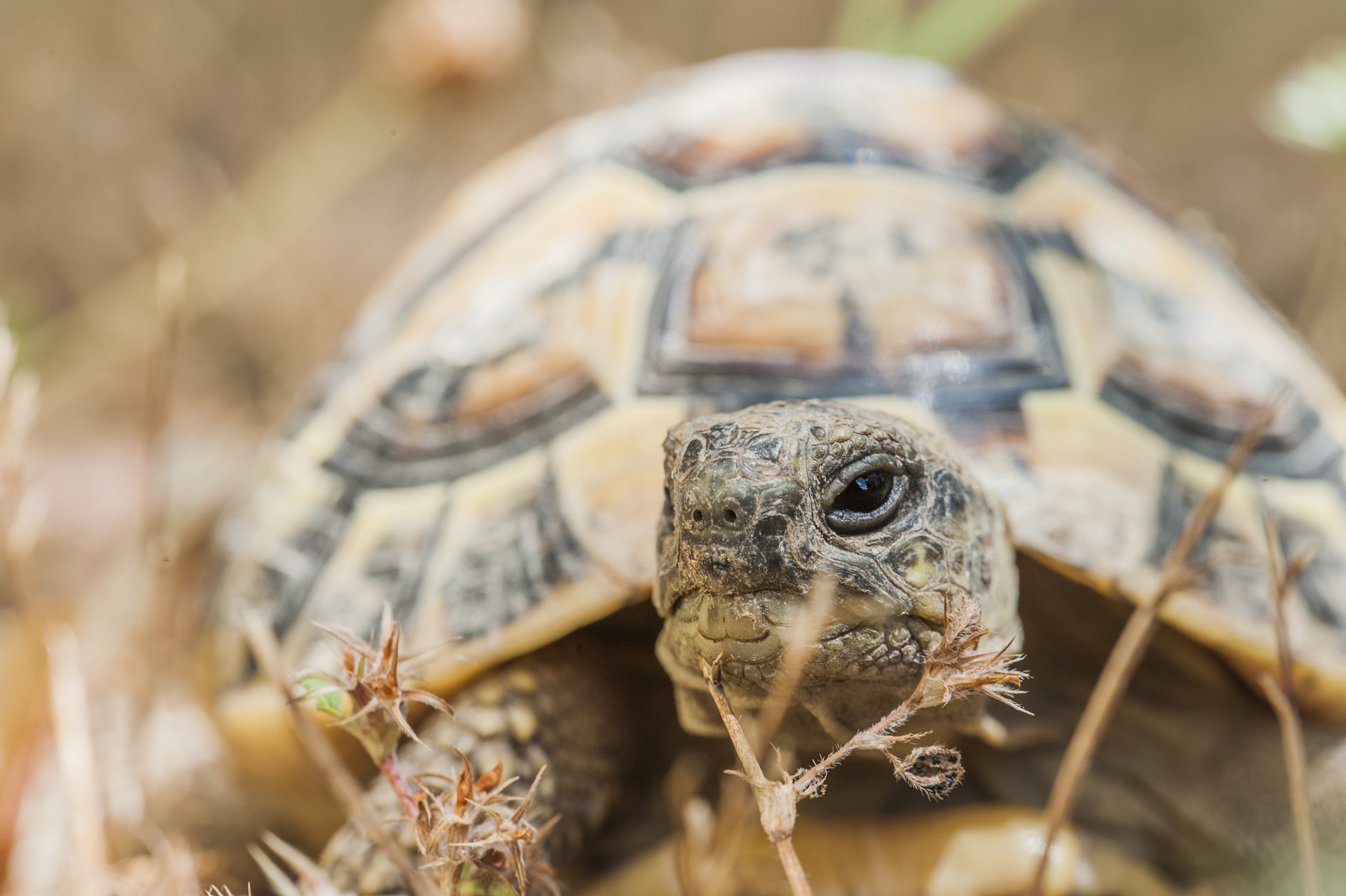 Sigma 105mm F2.8 EX DG OS HSM sample photo. Garden turtle photography