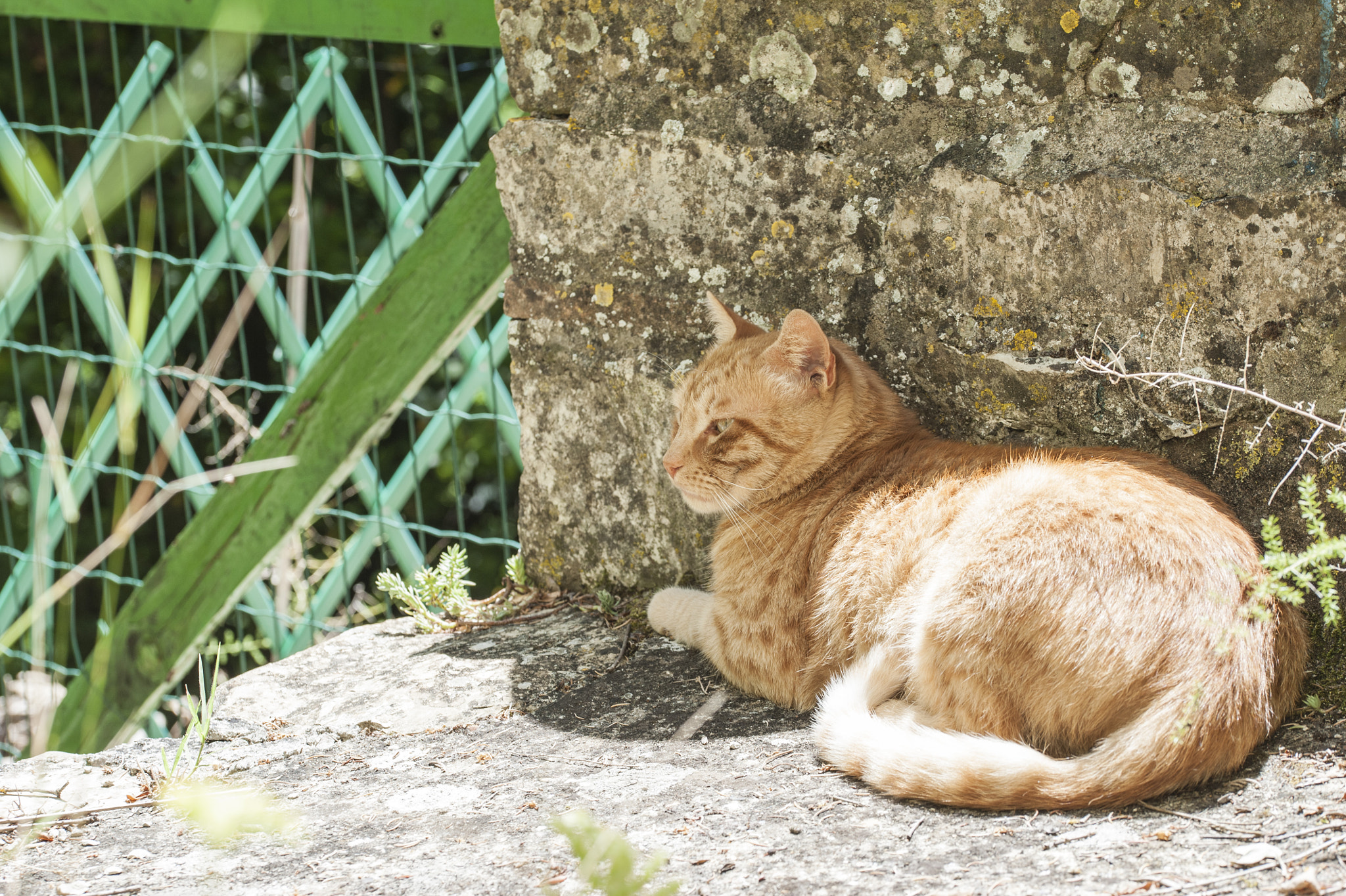 Sigma 105mm F2.8 EX DG OS HSM sample photo. Whisky#5 photography