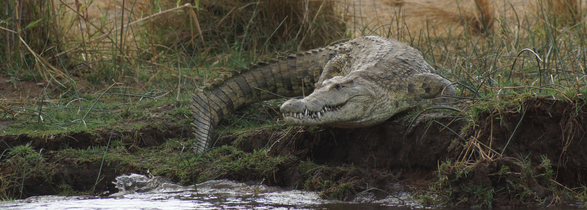 Sony 75-300mm F4.5-5.6 sample photo. Zambezi river crocodile photography