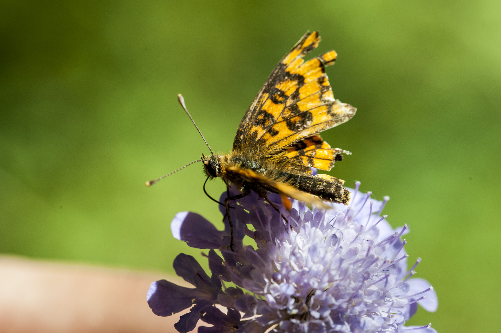 Sigma 105mm F2.8 EX DG OS HSM sample photo. In the middle of the woods#2 photography