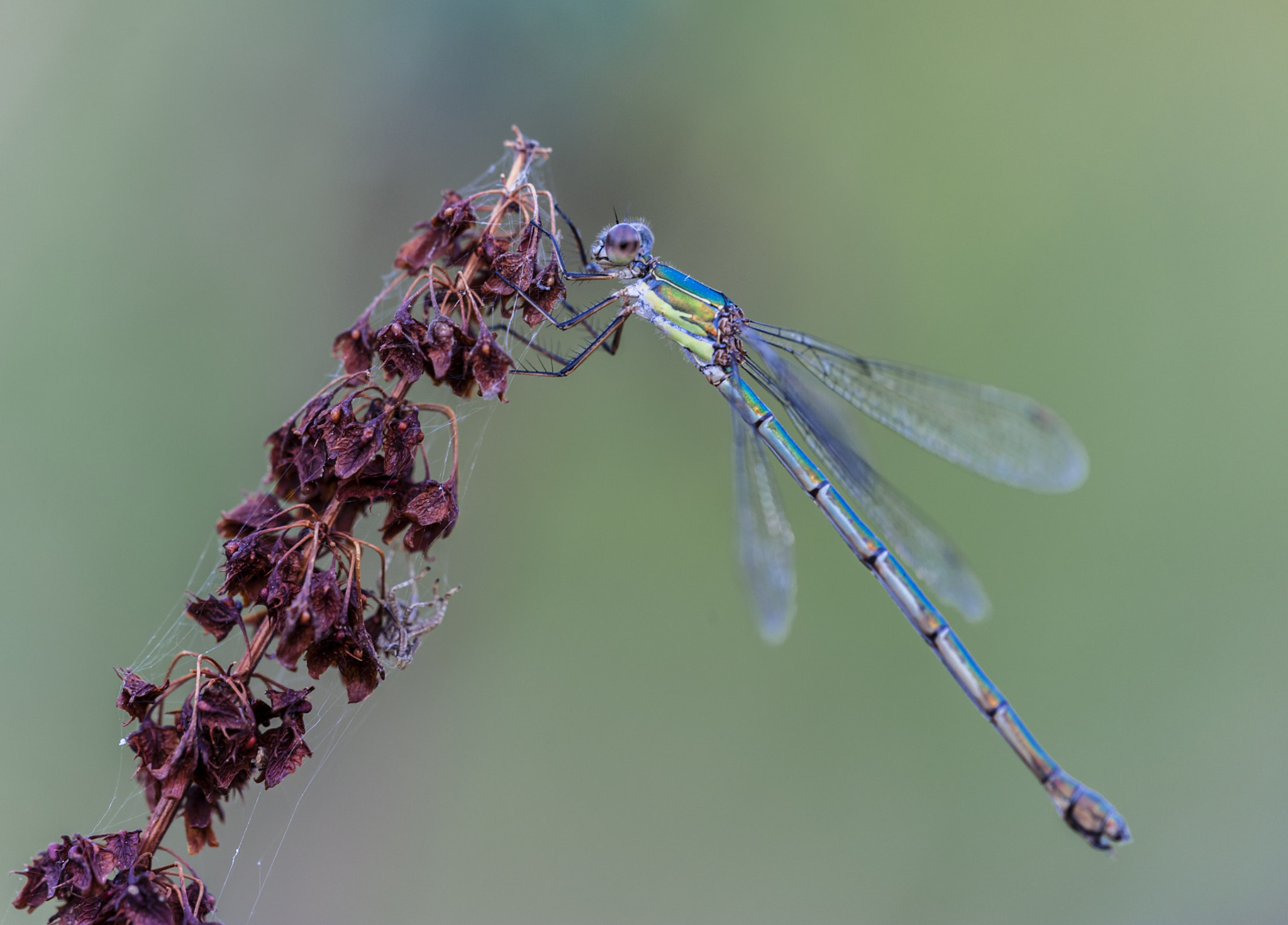 Sigma APO Macro 180mm F3.5 EX DG HSM sample photo. Un diablillo photography