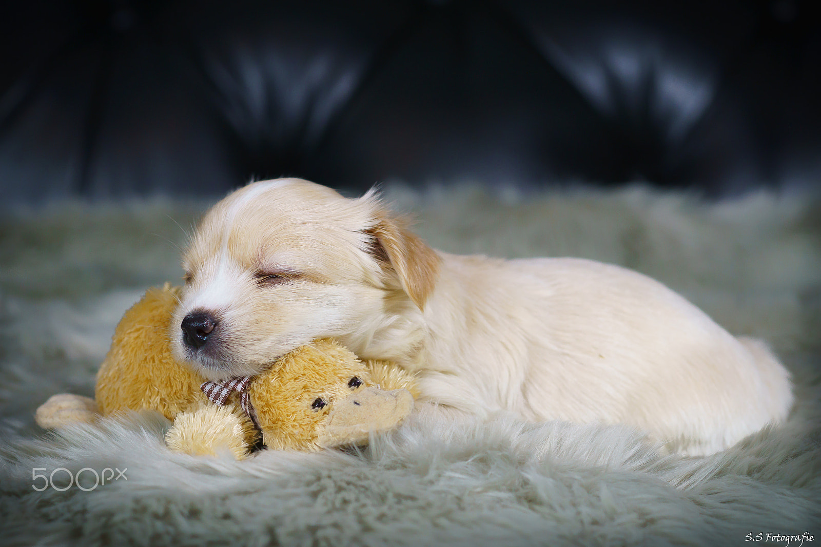 Sony ILCA-77M2 + Sony 50mm F2.8 Macro sample photo. Golddust terrier welpe - bin ja sooo müde ;) !!!! photography