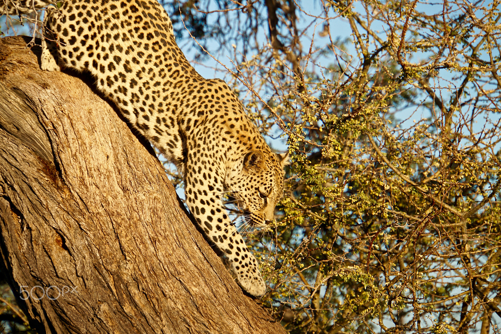 Sony E 18-200mm F3.5-6.3 sample photo. Climbing leopard photography