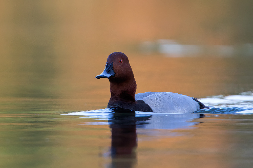 Canon EOS 7D Mark II + Canon EF 300mm F2.8L IS USM sample photo. Poc hard photography