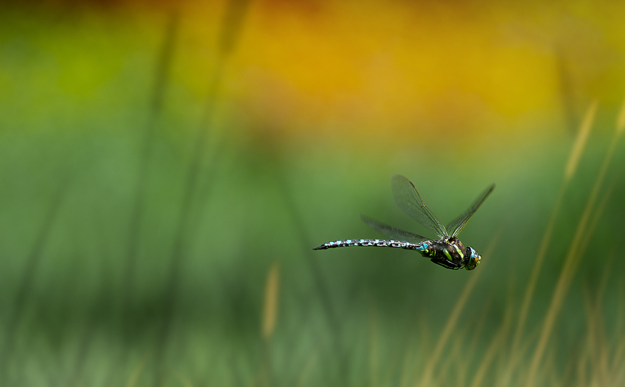 Pentax smc DA* 50-135mm F2.8 ED (IF) SDM sample photo. Wunderwerk der natur photography