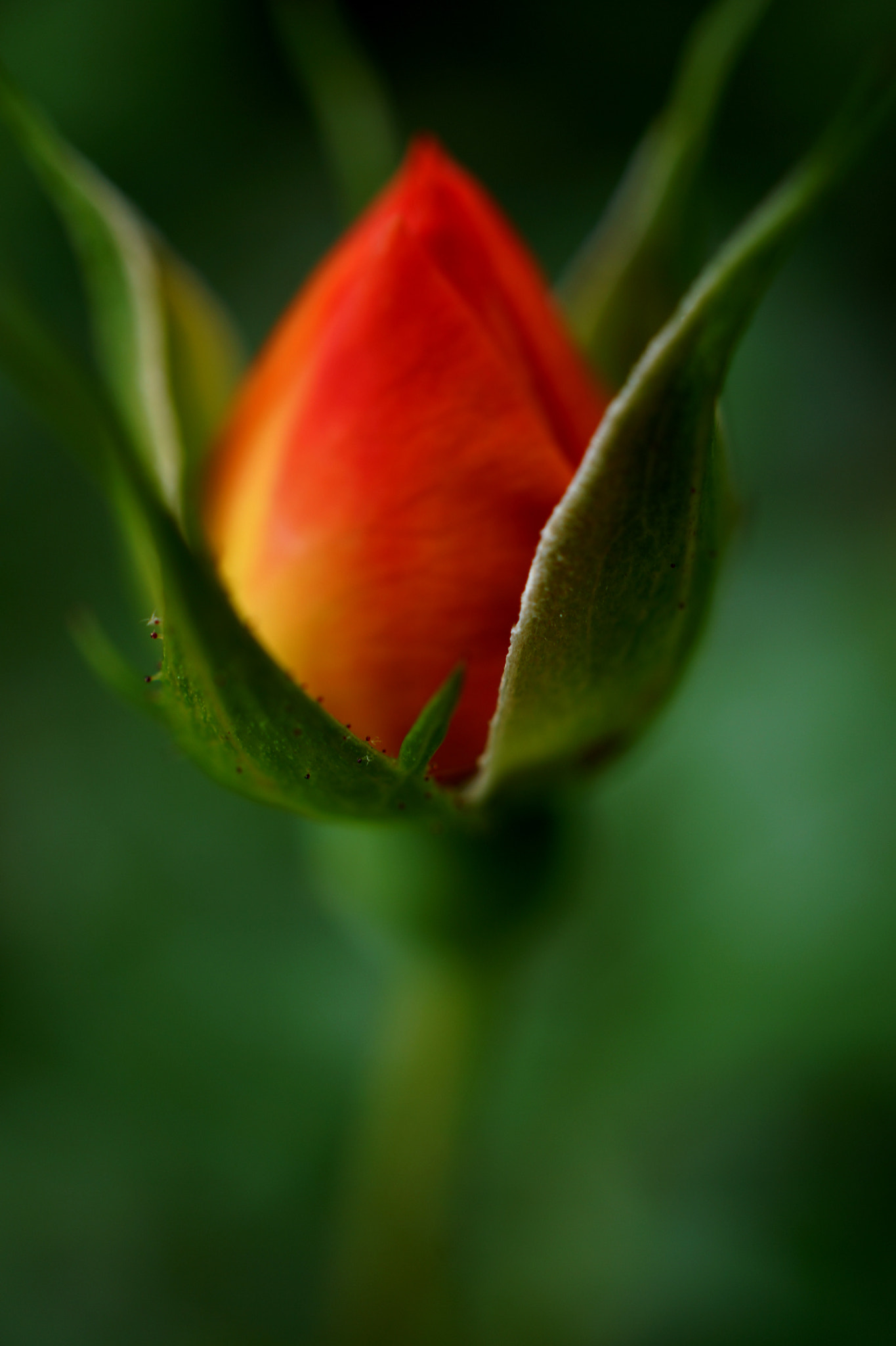 Sony Alpha NEX-7 + Sony E 30mm F3.5 Macro sample photo. The rose photography