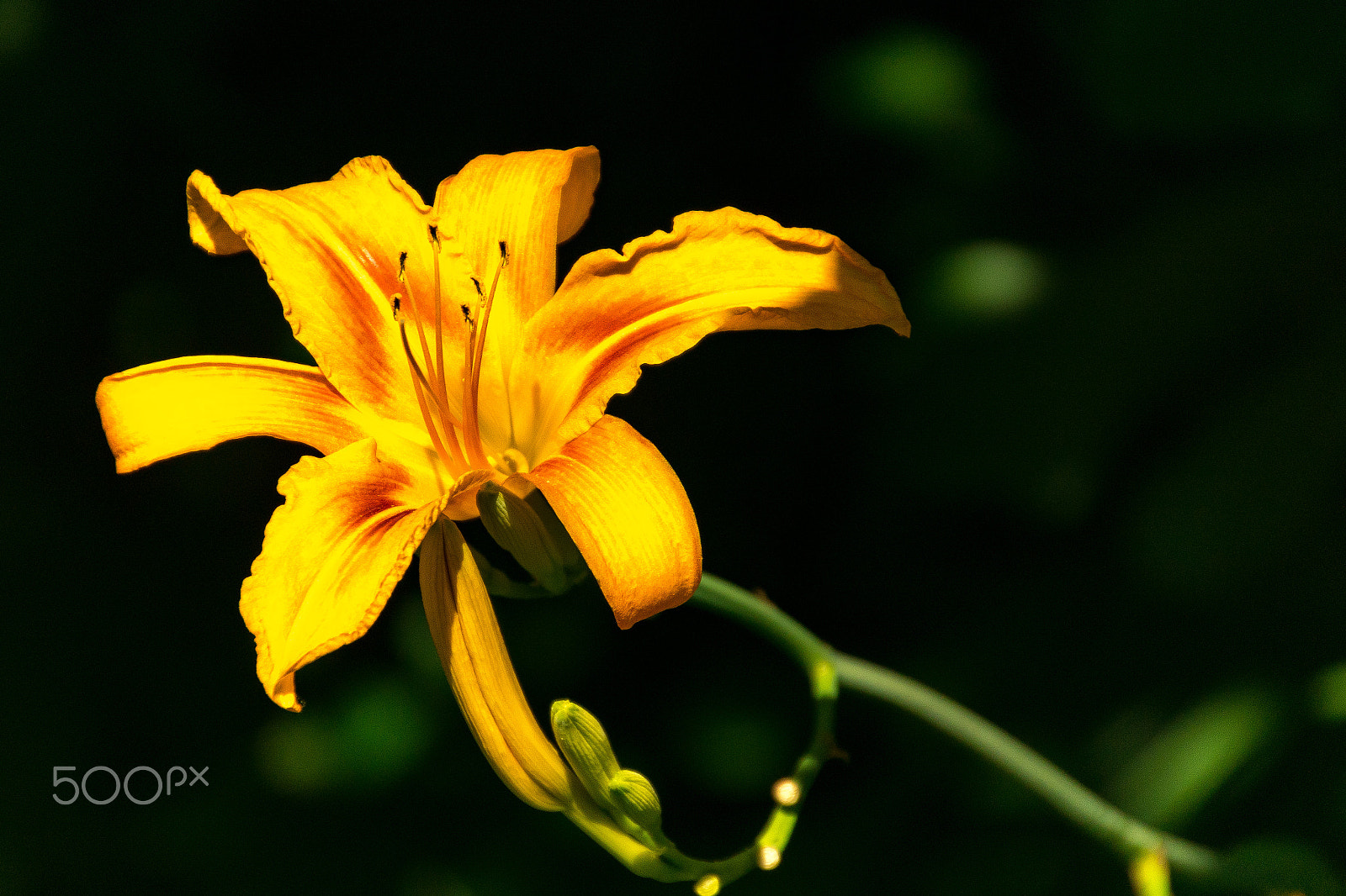 Sony ILCA-77M2 + DT 18-270mm F3.5-6.3 sample photo. Gelbe-lilie photography