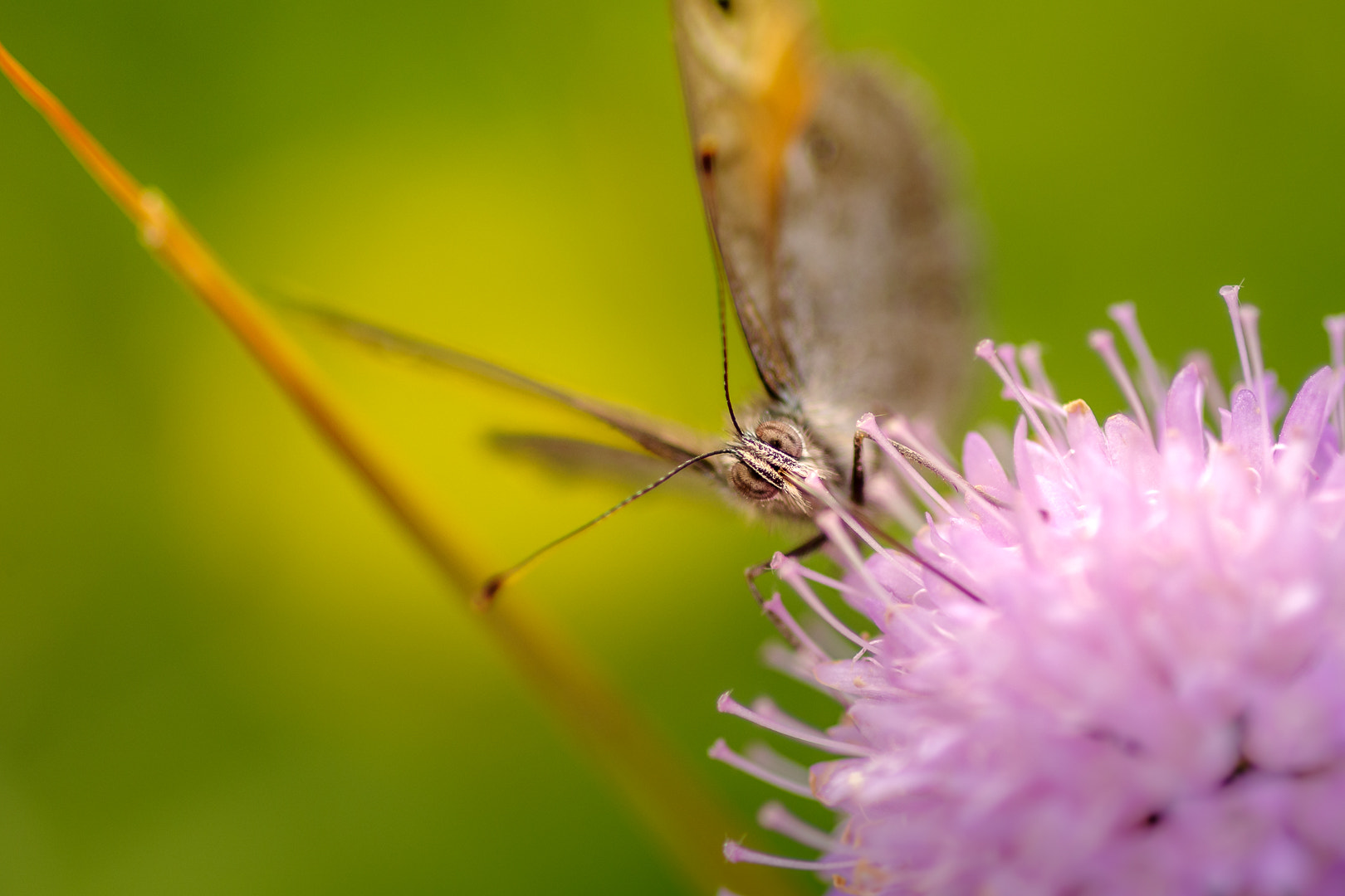 Pentax smc D-FA 100mm F2.8 macro sample photo. Hairy eyes photography