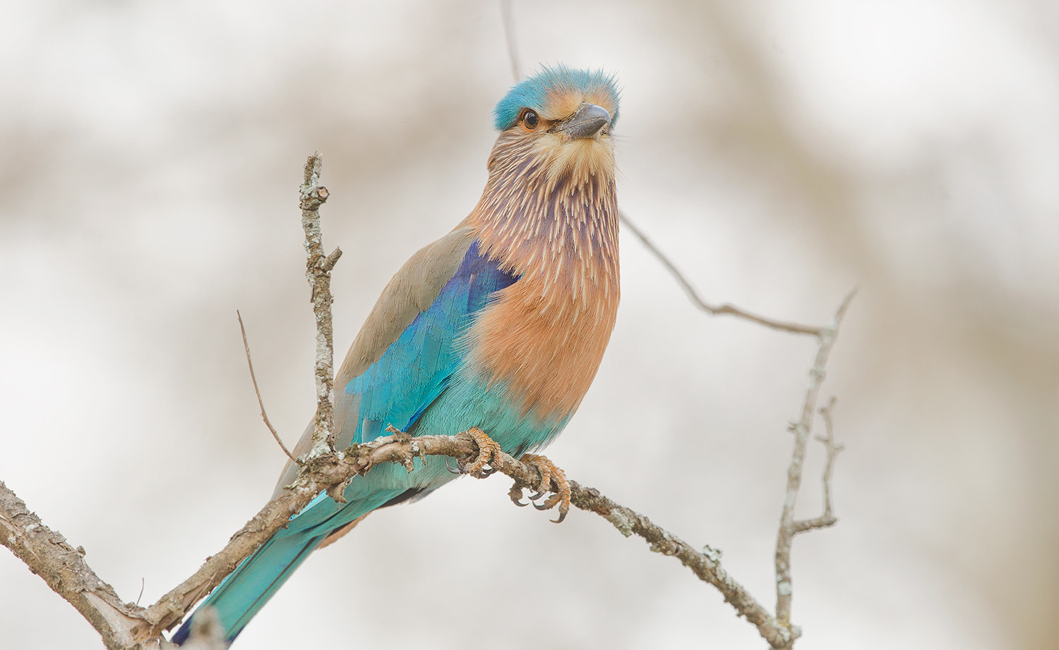 Nikon D7000 + Nikon AF-S Nikkor 500mm F4G ED VR sample photo. Indian roller photography