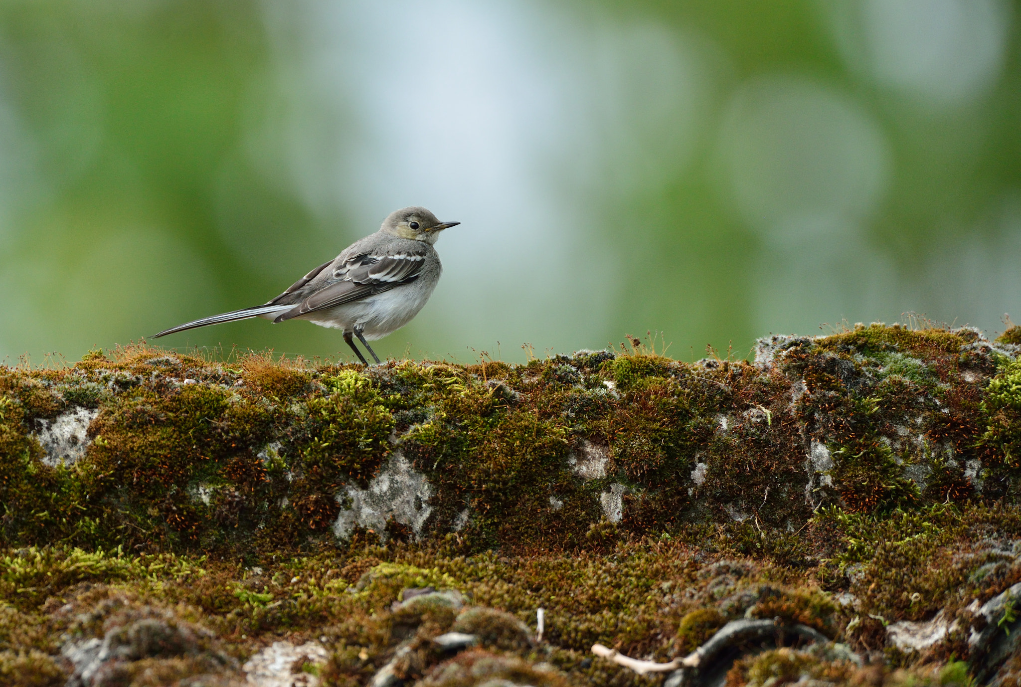 Nikon D600 + Nikon AF-S Nikkor 500mm F4G ED VR sample photo. Witte kwikstaart photography