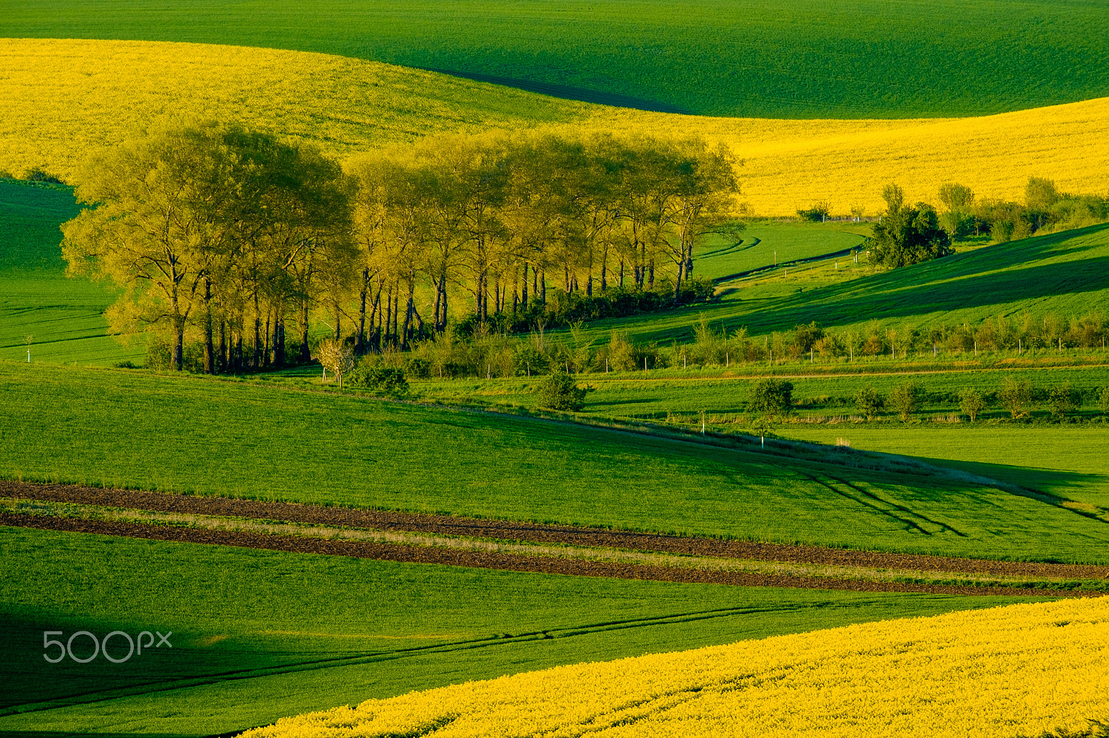 Fujifilm XF 100-400mm F4.5-5.6 R LM OIS WR sample photo. Wavy meadows spring landscape in south moravia photography