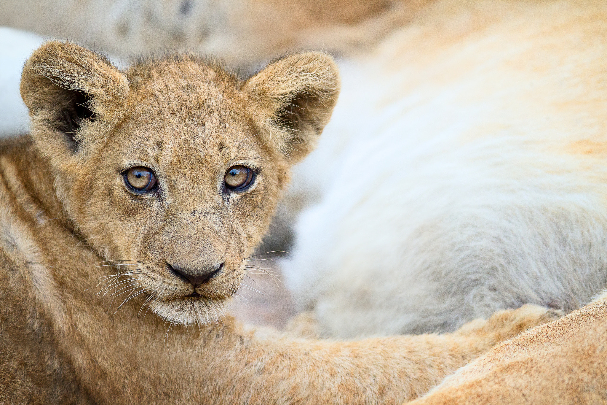 Canon EOS 7D + Canon EF 300mm F2.8L IS USM sample photo. African lion photography