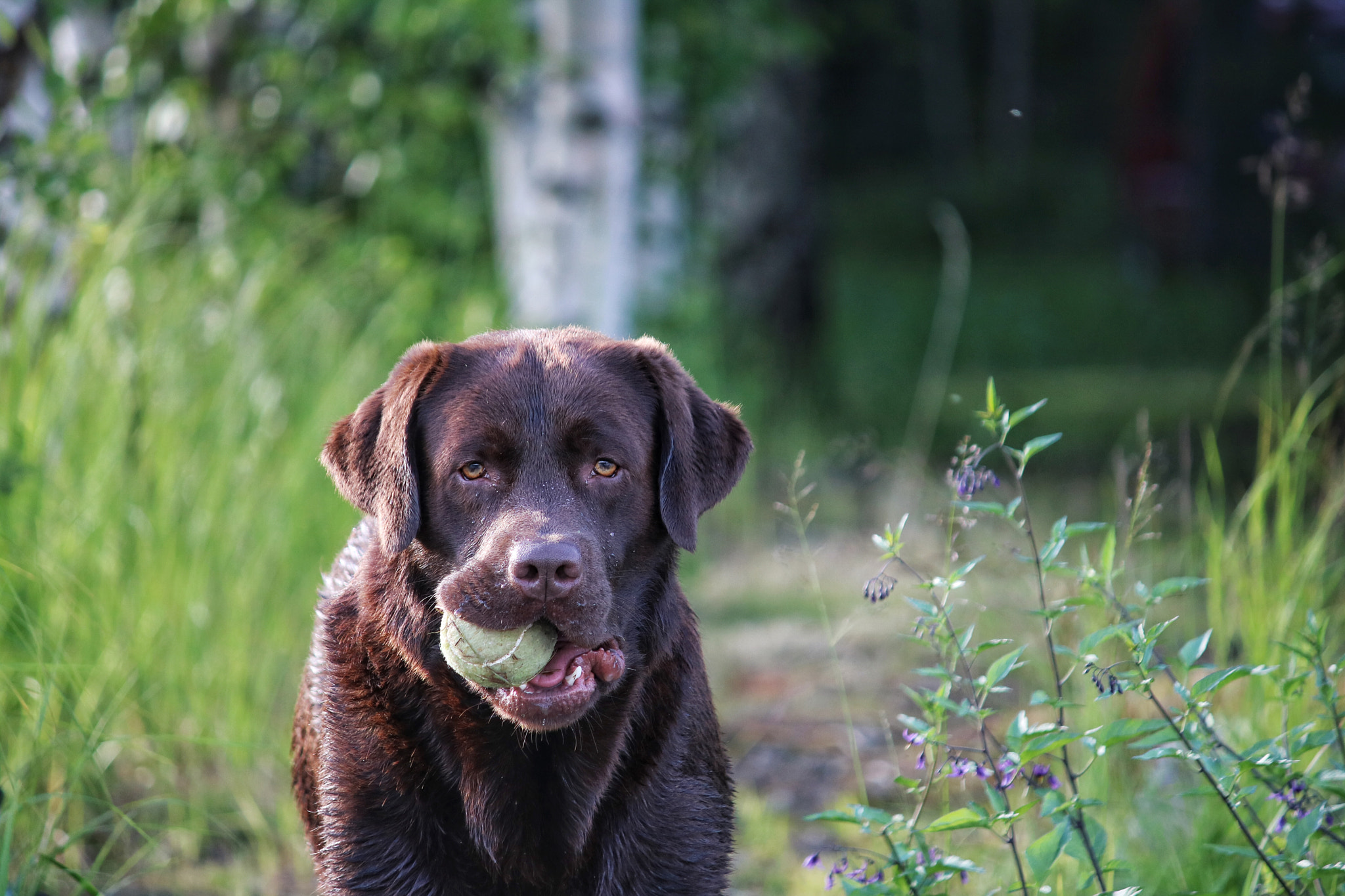 Canon EF-S 55-250mm F4-5.6 IS sample photo. Morris photography