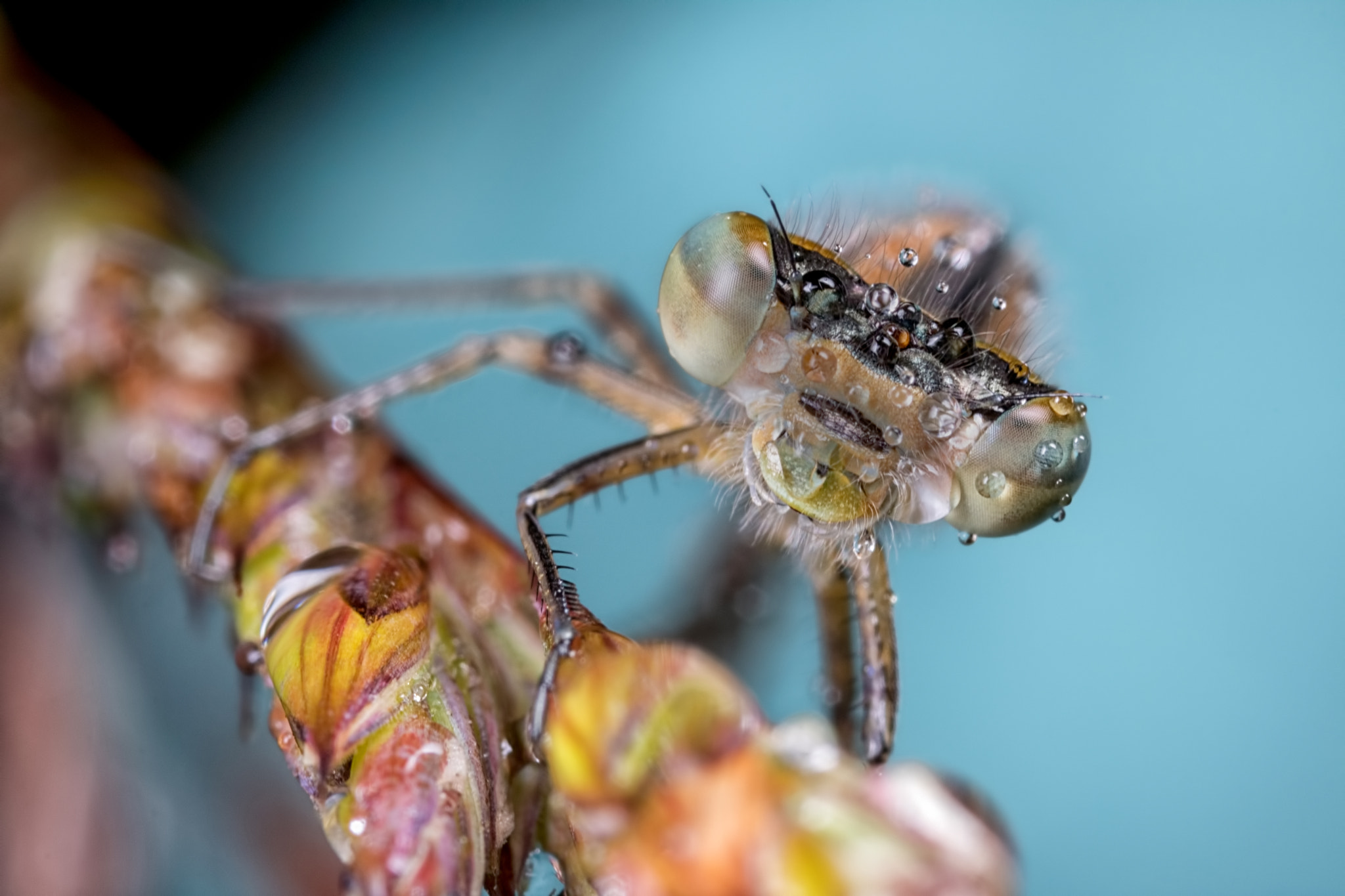 Canon MP-E 65mm F2.5 1-5x Macro Photo sample photo. Hang on its wet photography