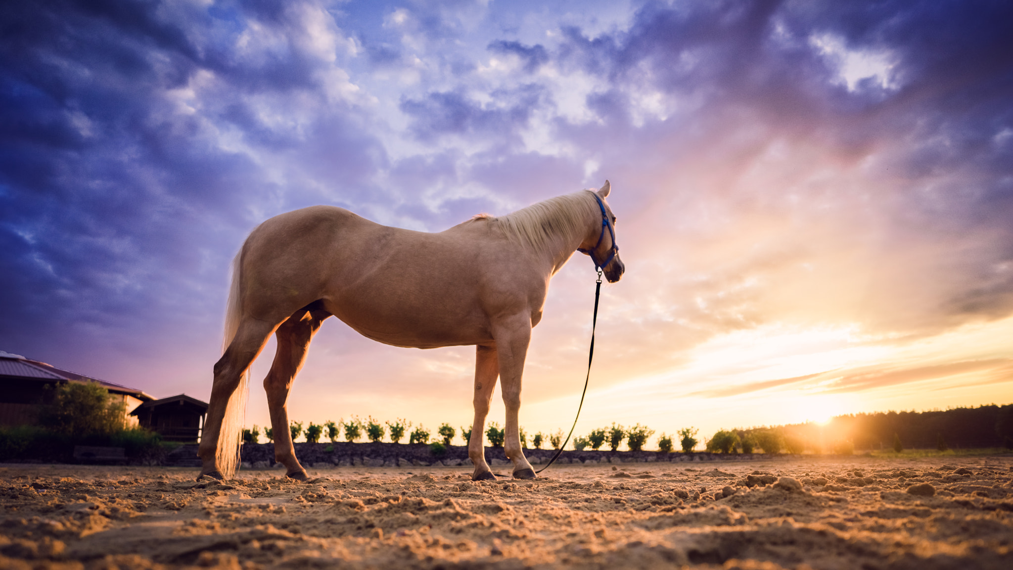 Sony a7R + E 18mm F2.8 sample photo. Sunset horse photography