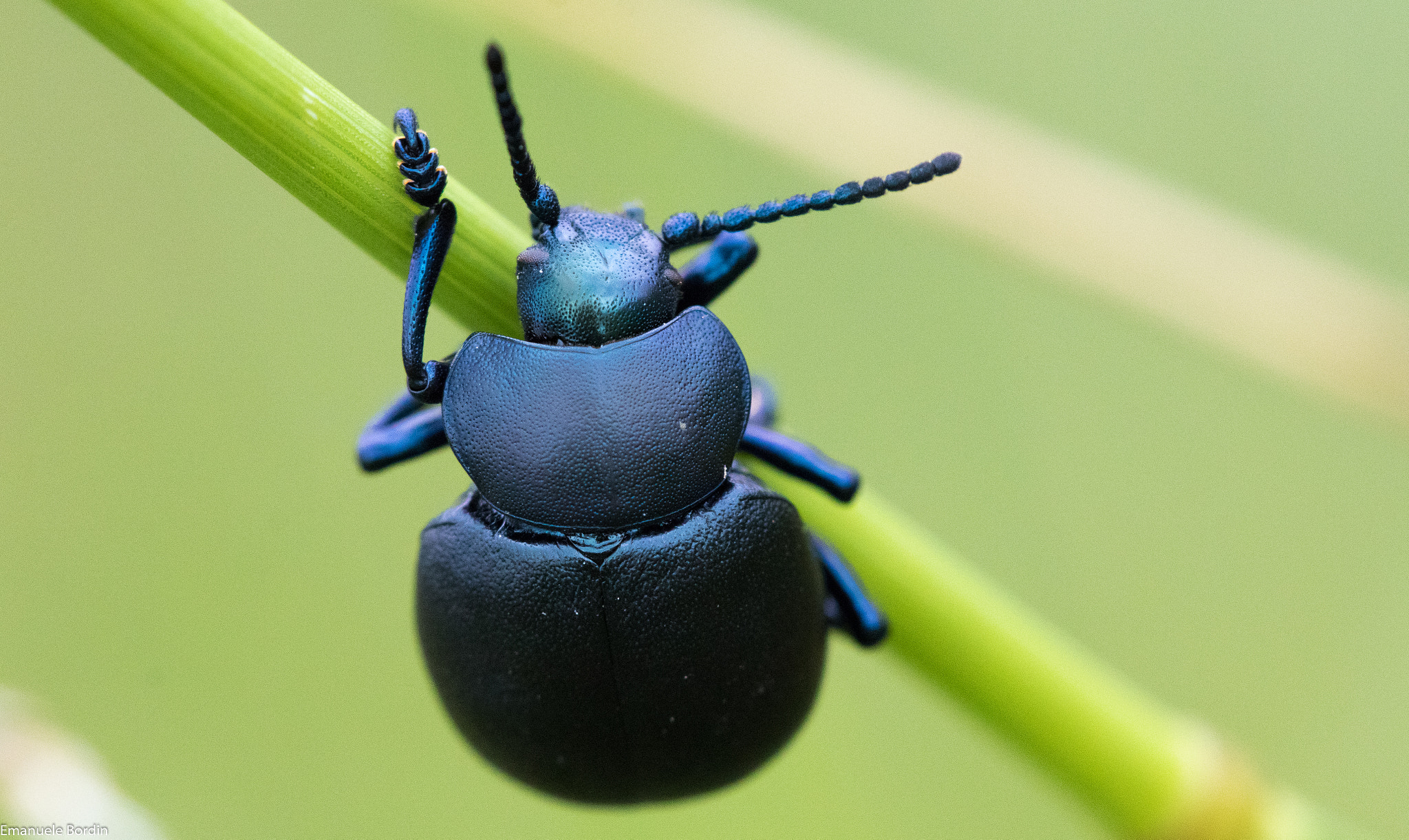 Tamron SP AF 180mm F3.5 Di LD (IF) Macro sample photo. Mt. palon photography