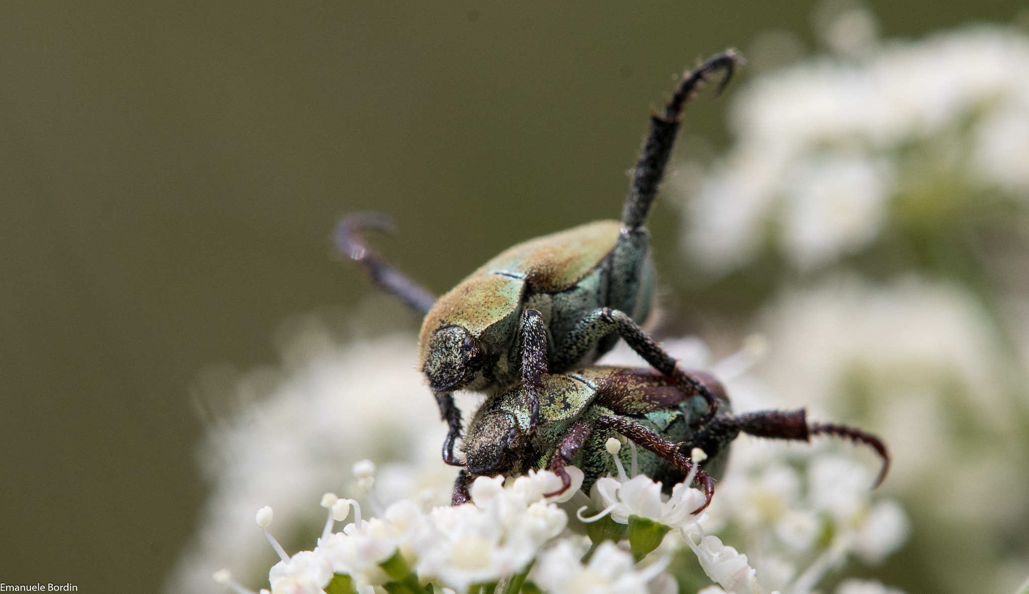 Tamron SP AF 180mm F3.5 Di LD (IF) Macro sample photo. Mt. palon photography