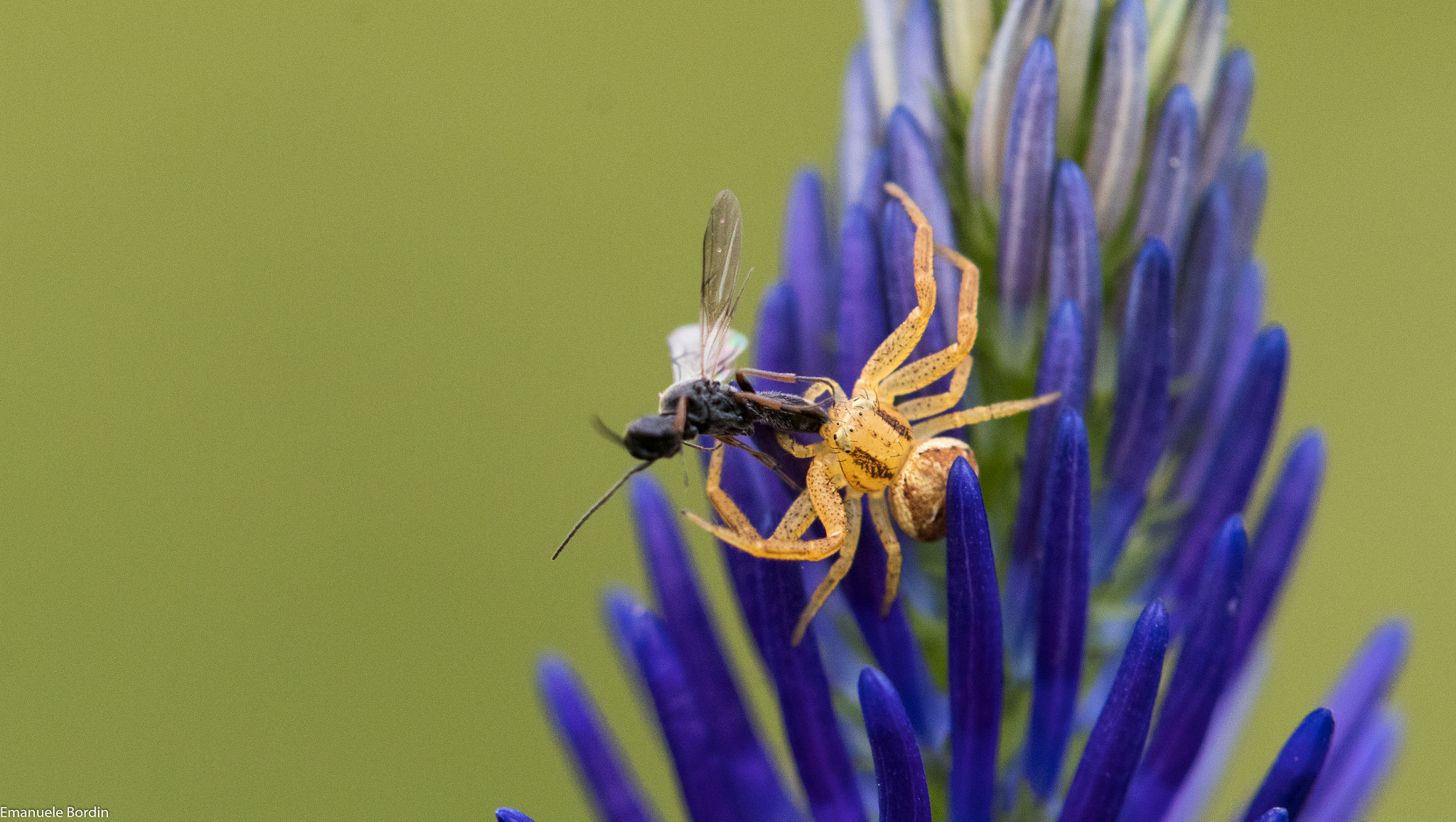 Tamron SP AF 180mm F3.5 Di LD (IF) Macro sample photo. Mt. palon photography