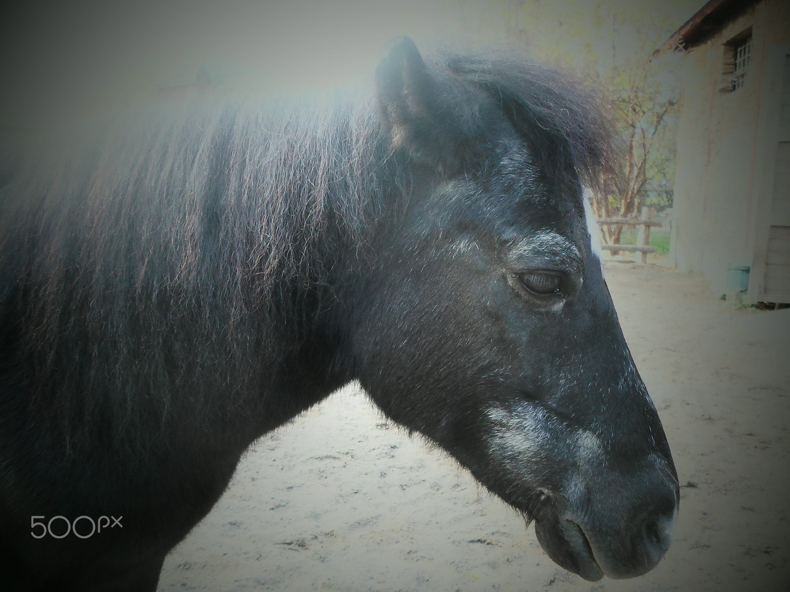 Samsung ES95 sample photo. Pure melancholy photography