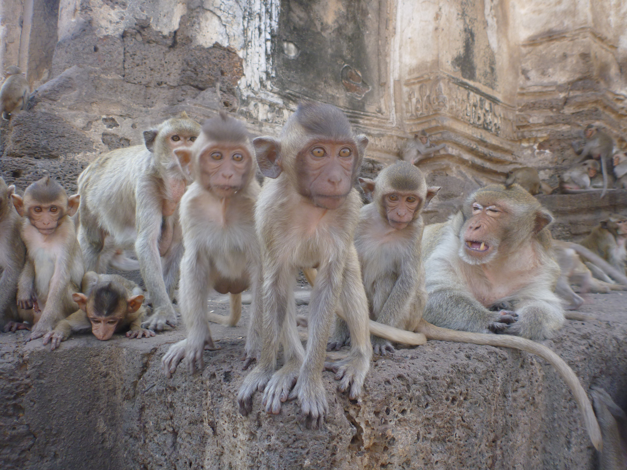 Panasonic DMC-TS3 sample photo. Gangster monkeys photography