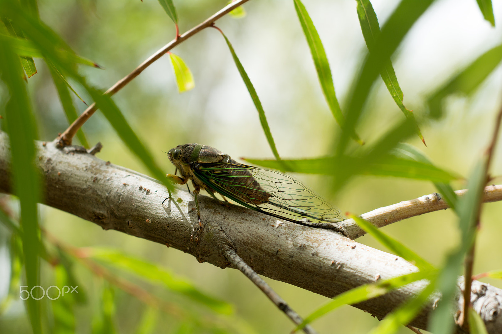 Nikon D7100 + AF Nikkor 50mm f/1.8 sample photo. Cicada photography