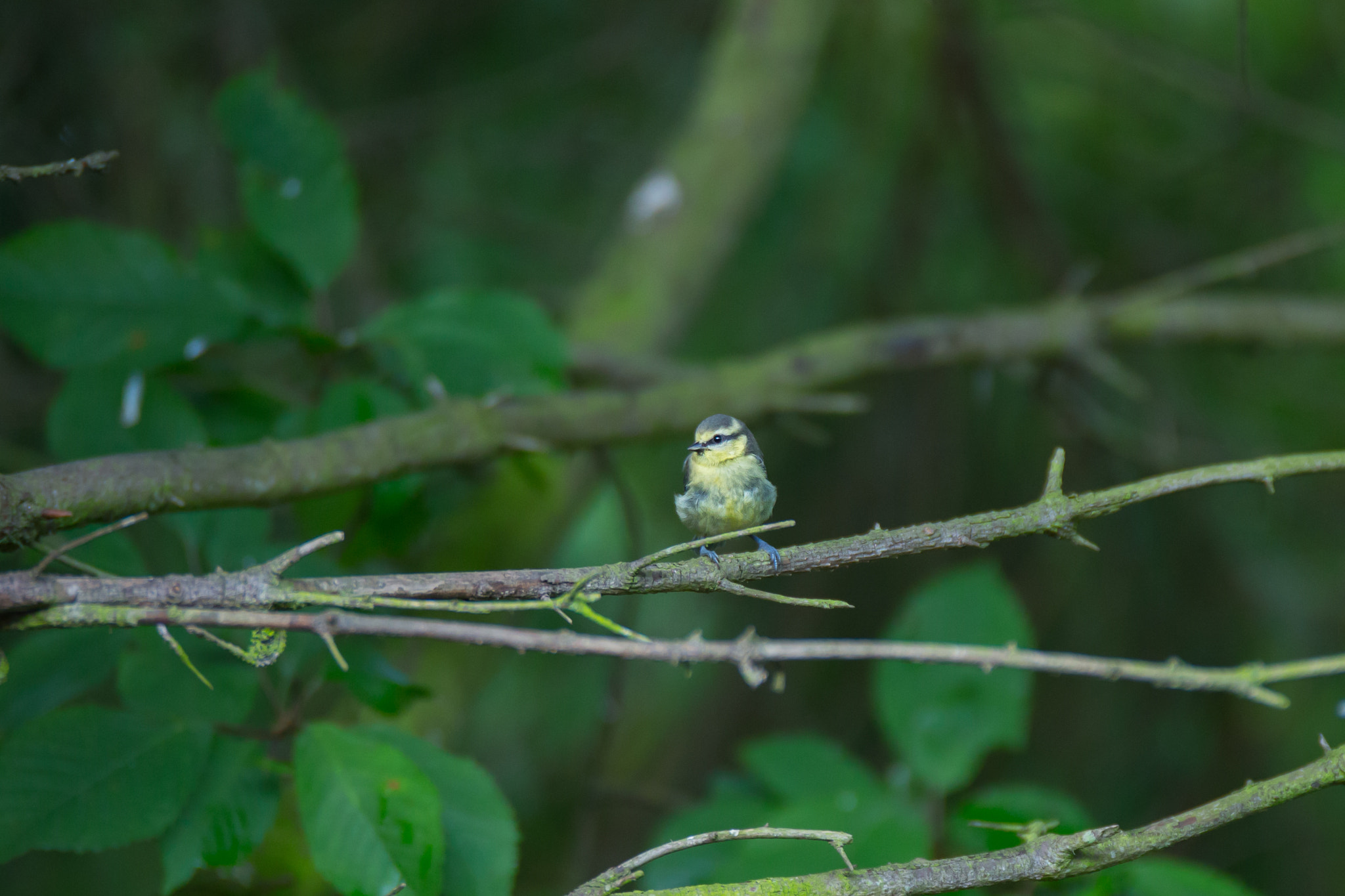 Sigma 120-300mm F2.8 EX DG HSM sample photo. Blue tit photography