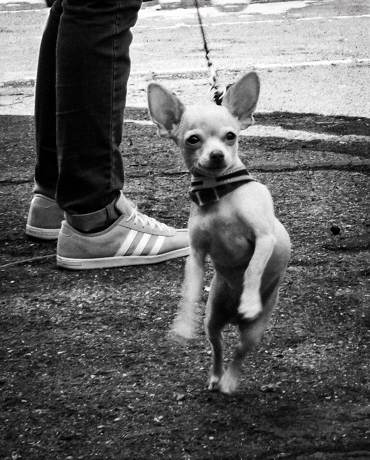 Nikon Coolpix S30 sample photo. The dog...a tribute to elliott erwitt...:-) photography
