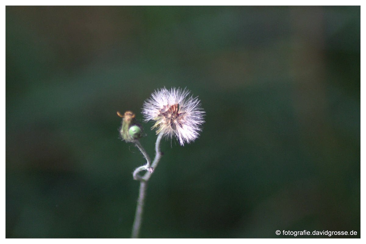 Canon EOS 700D (EOS Rebel T5i / EOS Kiss X7i) + Canon 70-300mm sample photo. Dandelion photography