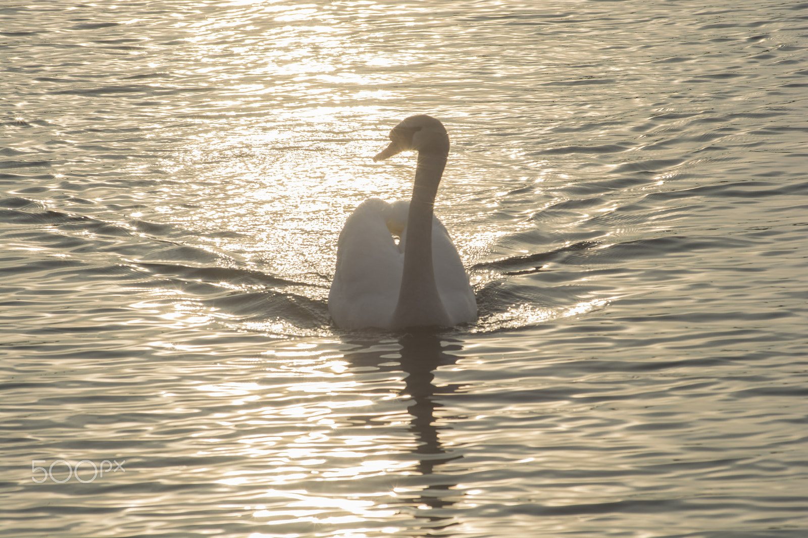 Nikon D5200 + Sigma 70-300mm F4-5.6 DG Macro sample photo. Swan swimming in the river photography