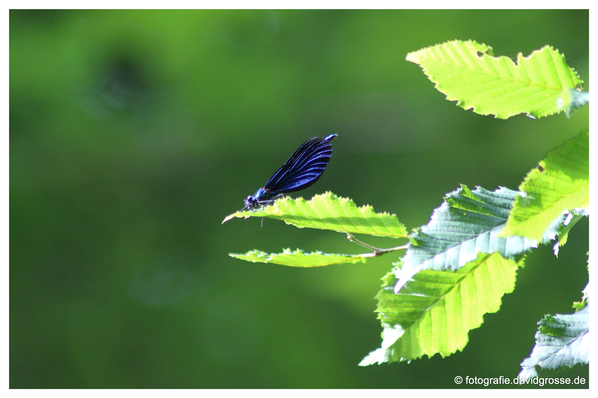 Canon EOS 700D (EOS Rebel T5i / EOS Kiss X7i) + Canon 70-300mm sample photo. Blue butterfly on leaf photography