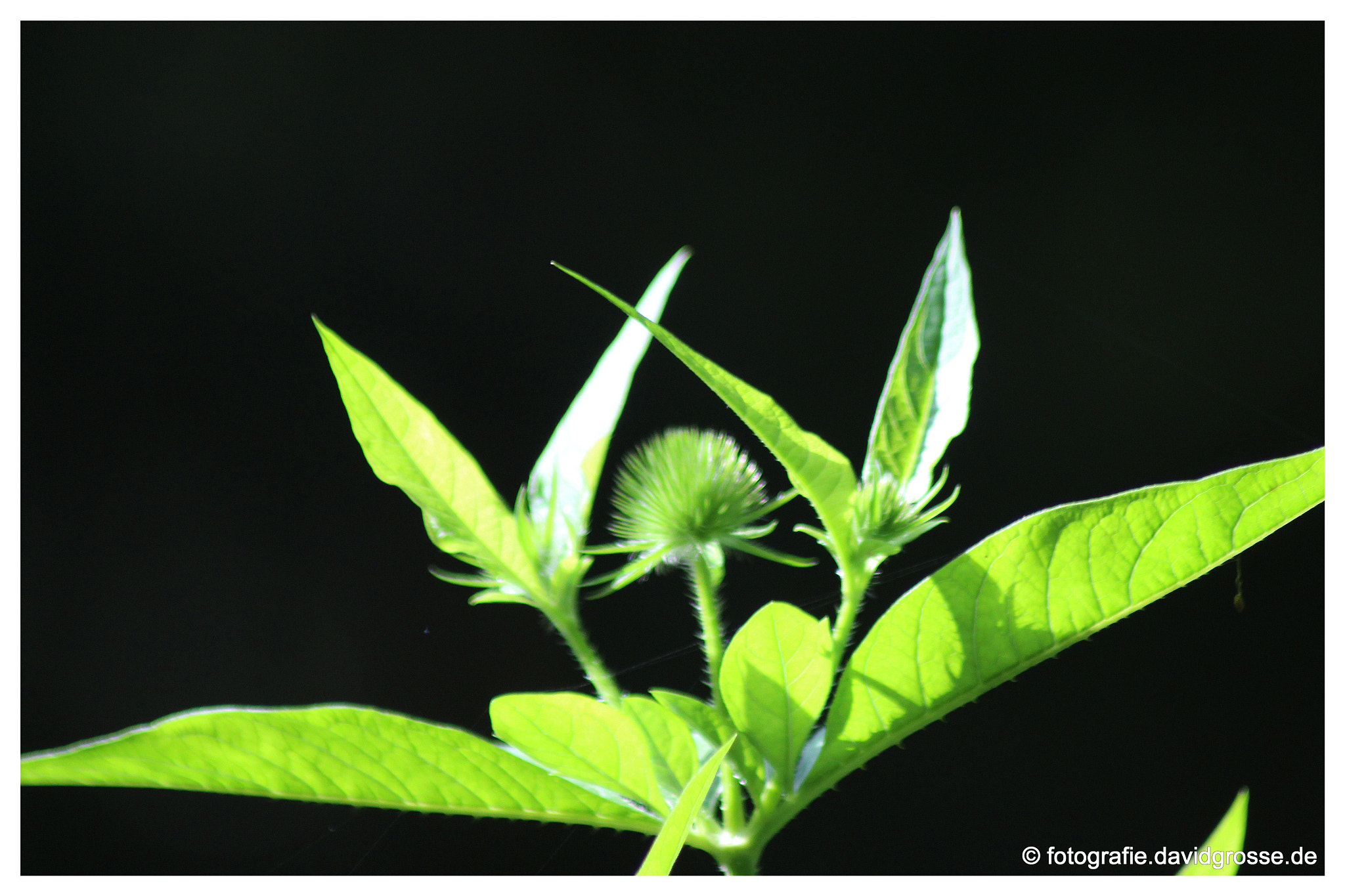 Canon EOS 700D (EOS Rebel T5i / EOS Kiss X7i) + Canon 70-300mm sample photo. Plant for black photography