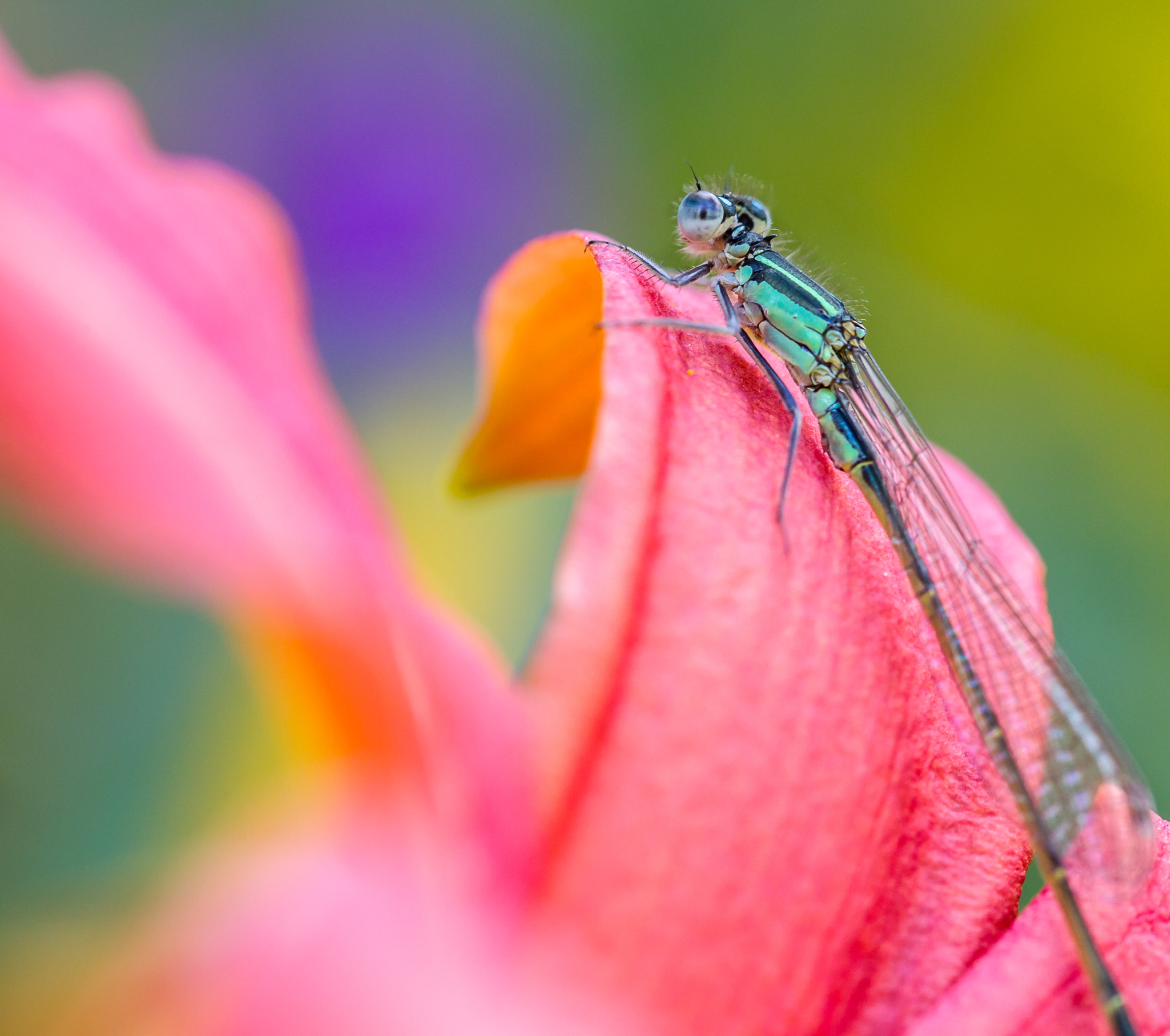 Canon EOS-1D Mark IV + Canon EF 100mm F2.8L Macro IS USM sample photo. Blue-tailed damselfly photography