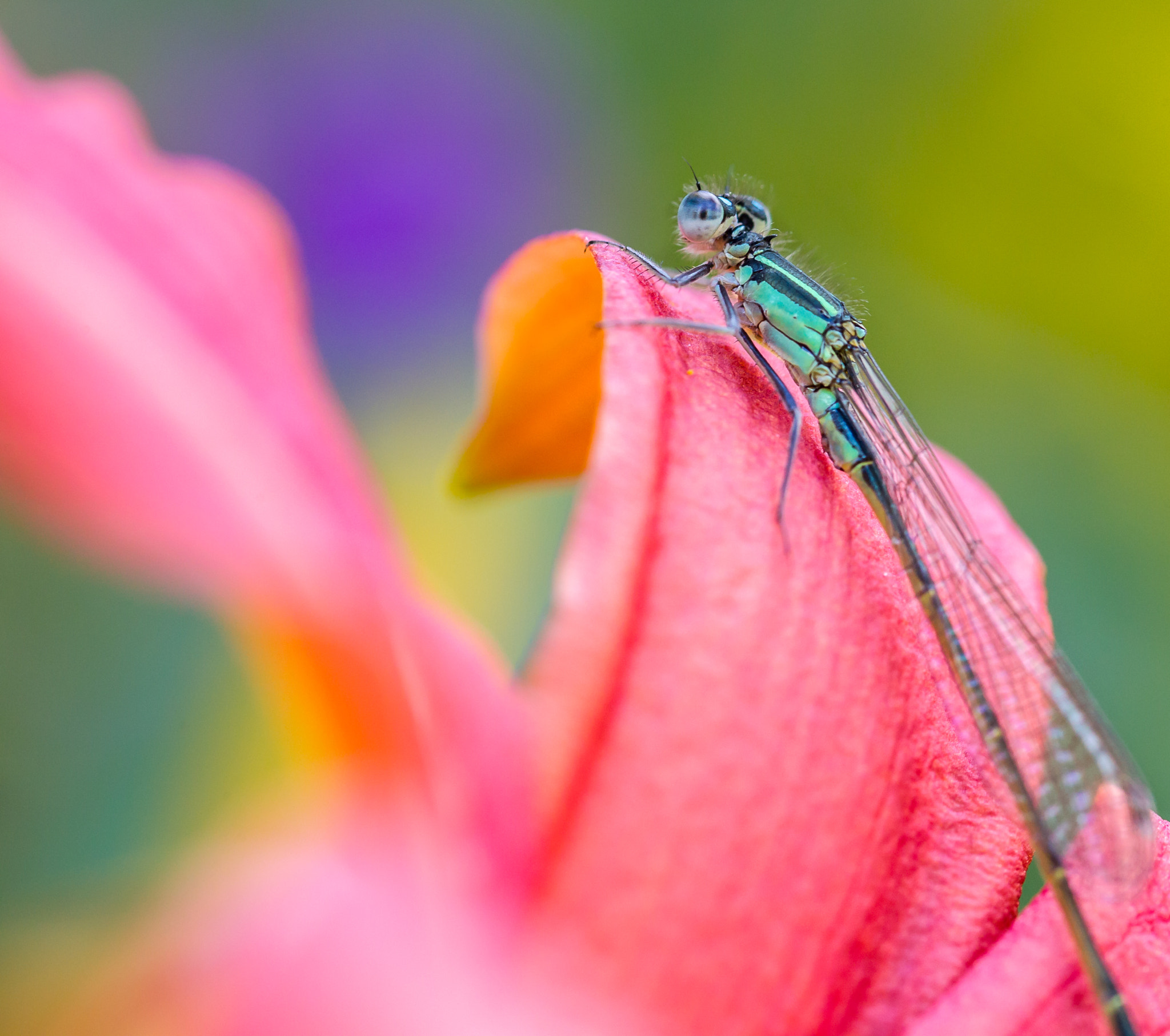 Canon EOS-1D Mark IV sample photo. Blue-tailed damselfly photography