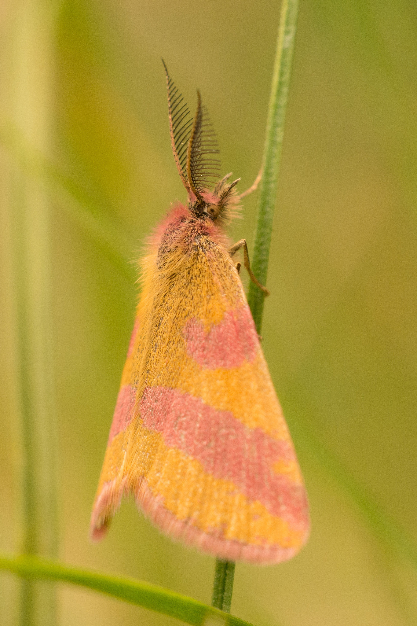 Sigma 150mm F2.8 EX DG OS Macro HSM sample photo. Lythria cruentaria photography