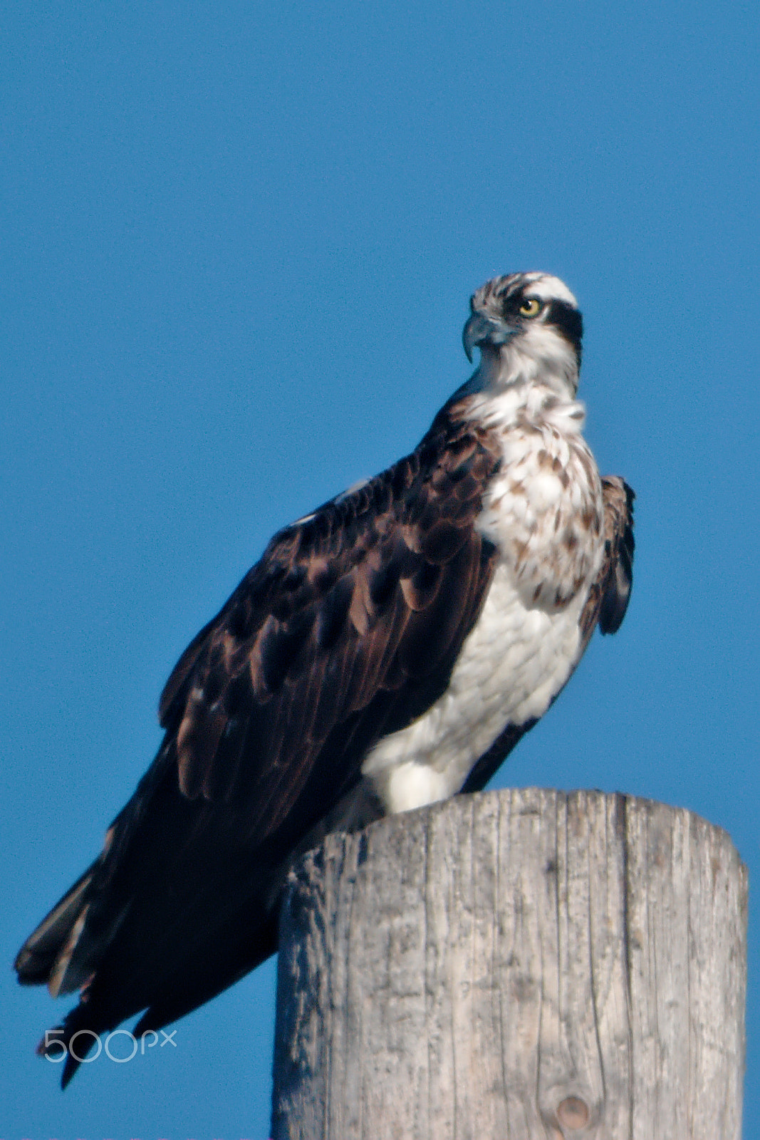 Manual Lens No CPU sample photo. Being aware photography