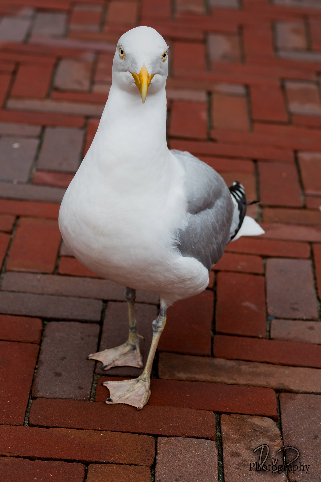 Olympus OM-D E-M5 II + Sigma 60mm F2.8 DN Art sample photo. Just a gull photography