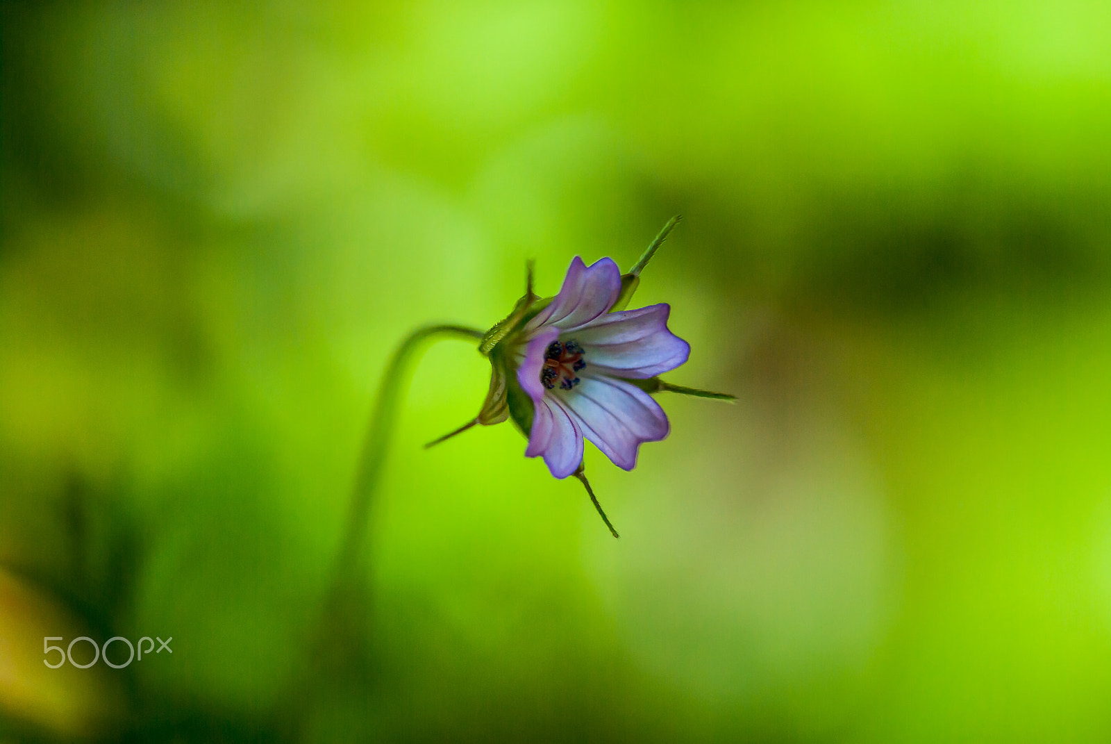 Nikon D3000 sample photo. Small ephemeral flower photography